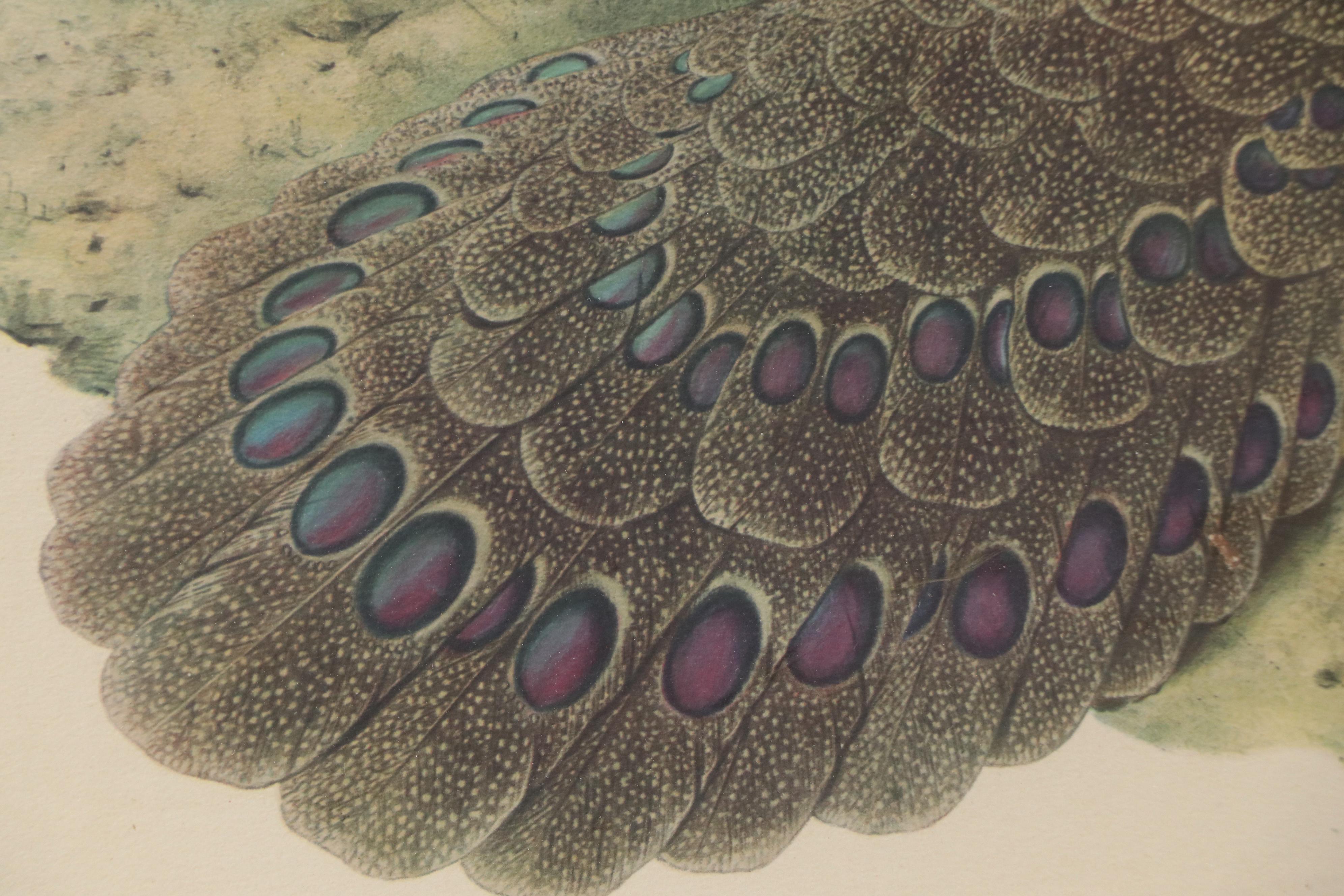 Ornithological Photomechanical Print "Polyplectron Germaini"