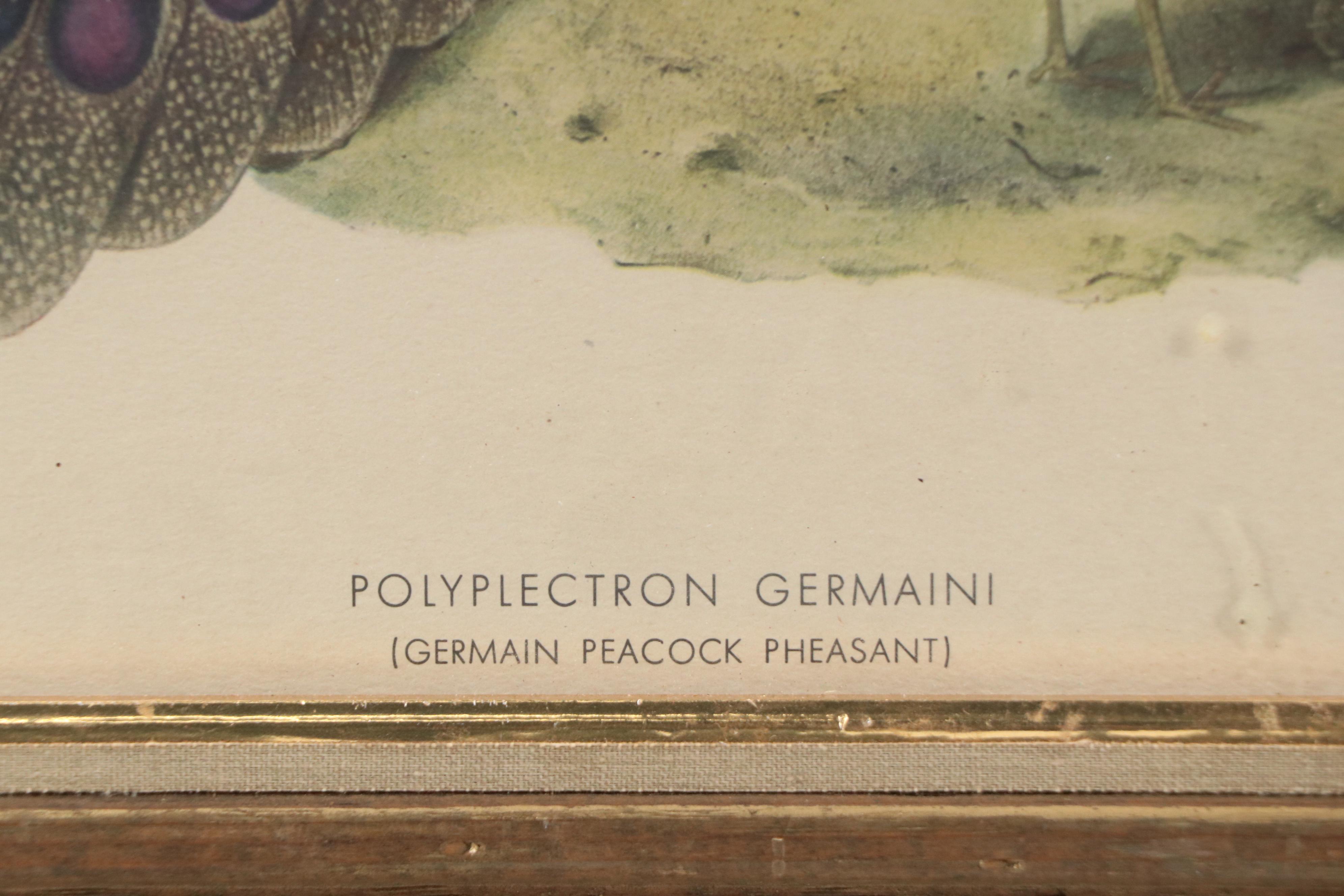 Ornithological Photomechanical Print "Polyplectron Germaini"