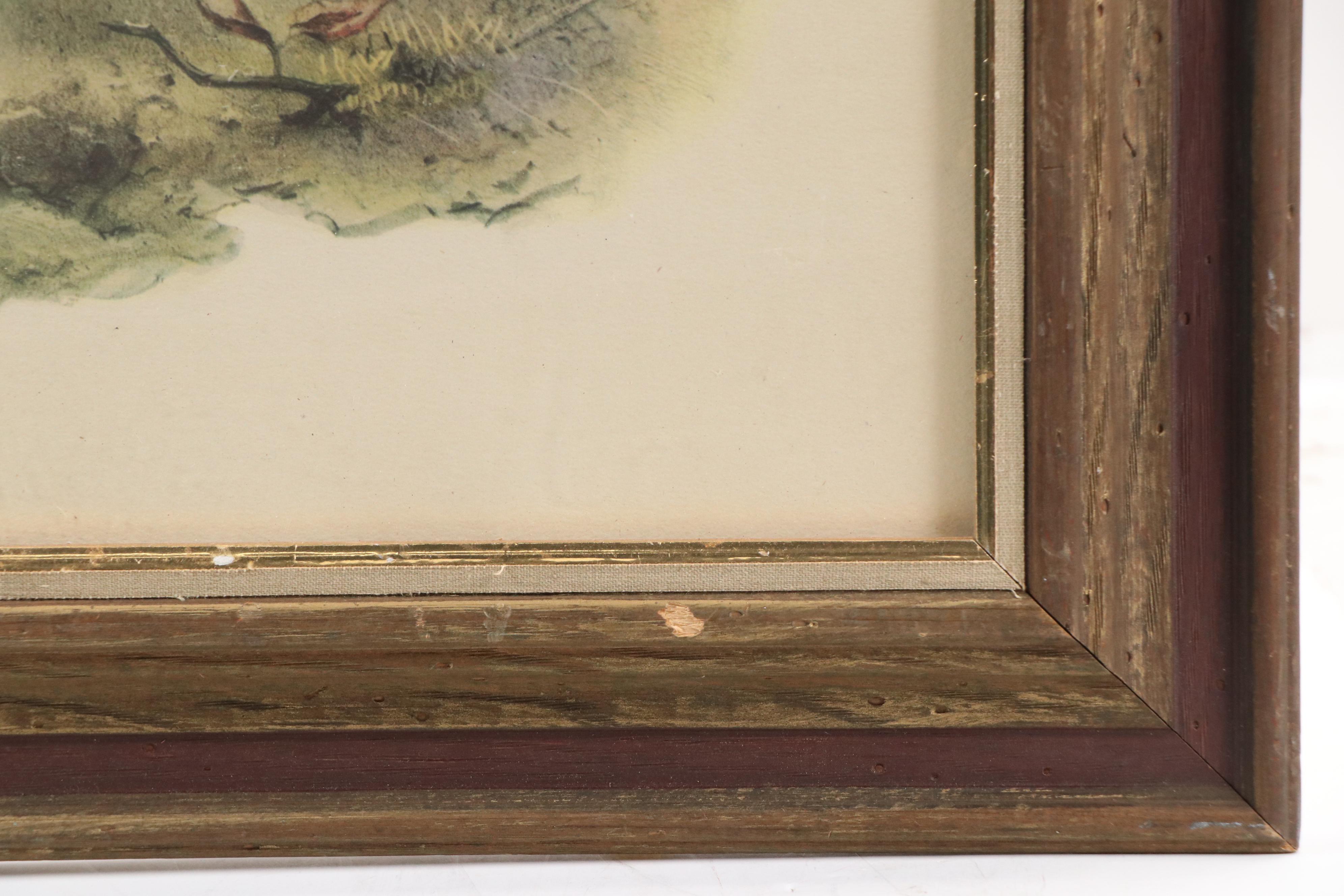 Ornithological Photomechanical Print "Polyplectron Germaini"