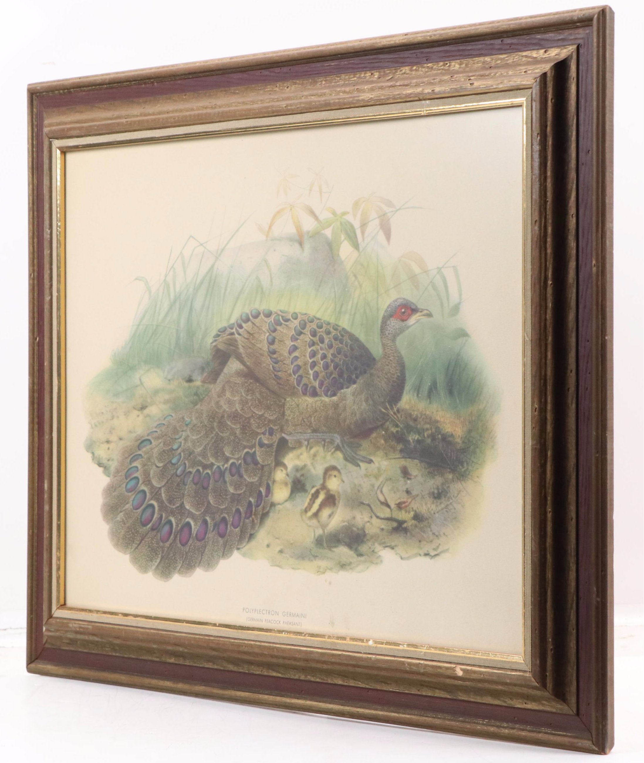Ornithological Photomechanical Print "Polyplectron Germaini"