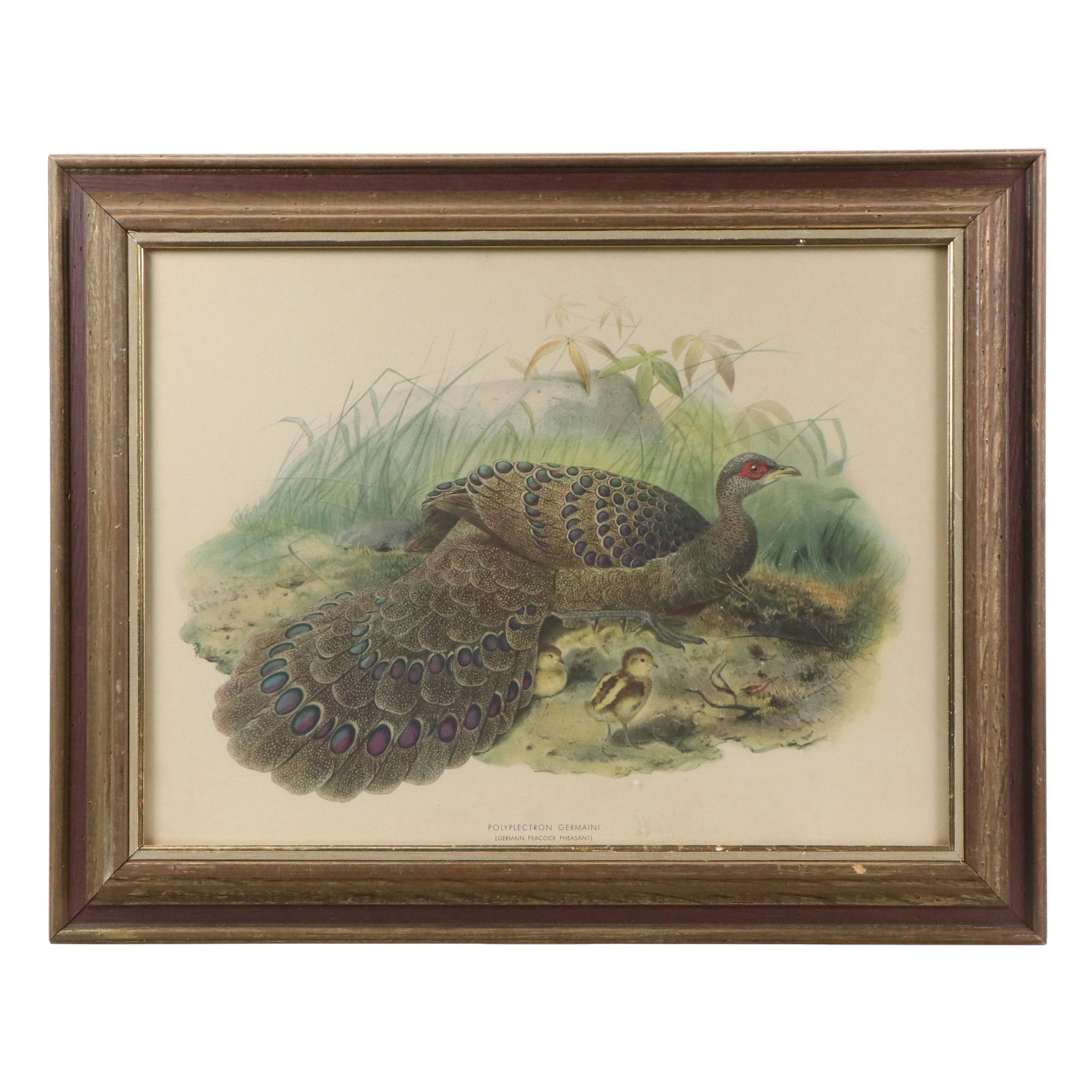 Ornithological Photomechanical Print "Polyplectron Germaini"
