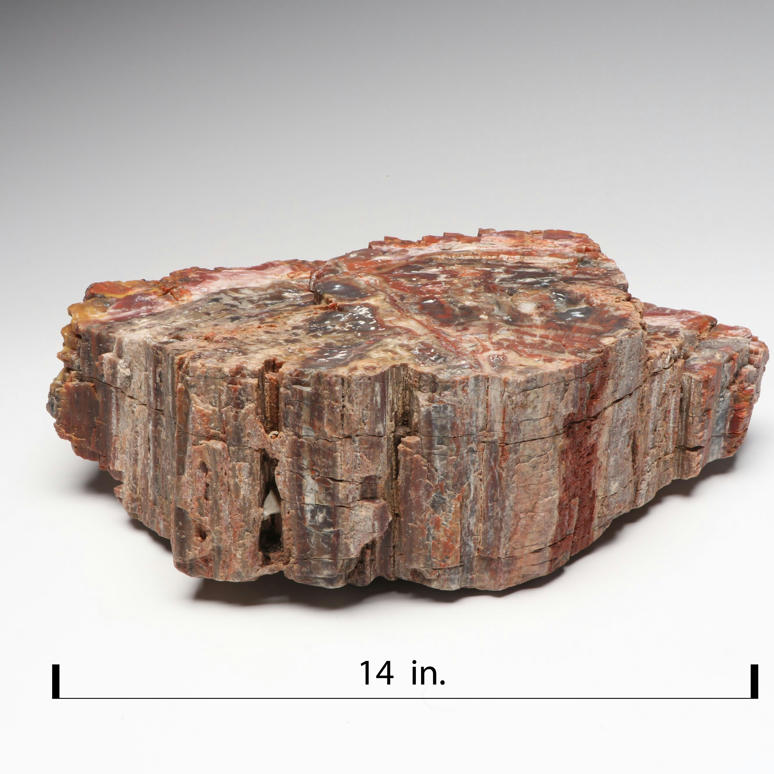 Agatized Petrified Wood Specimen