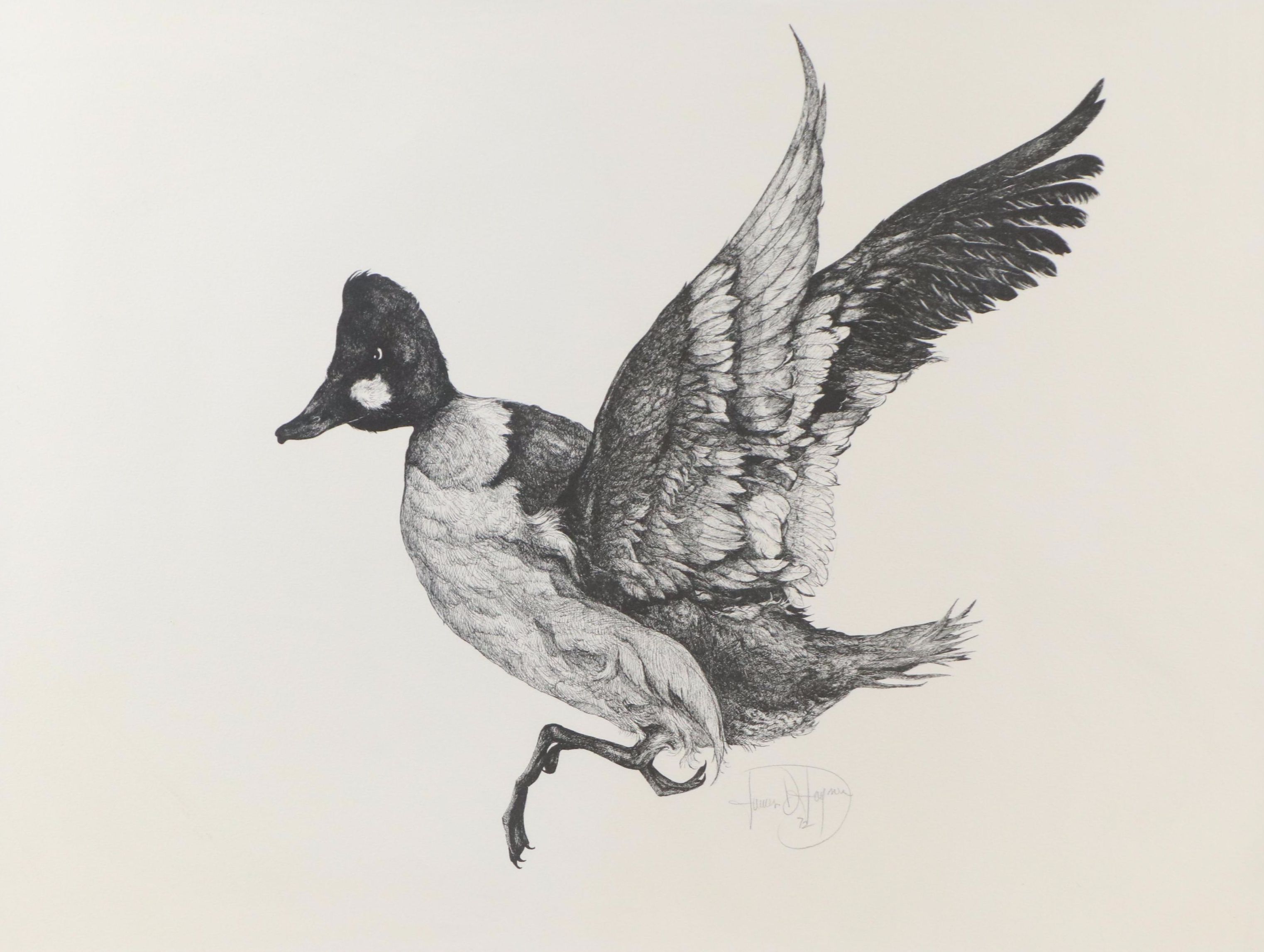 James D. Joyner Ink Drawing of Flying Duck, 1972