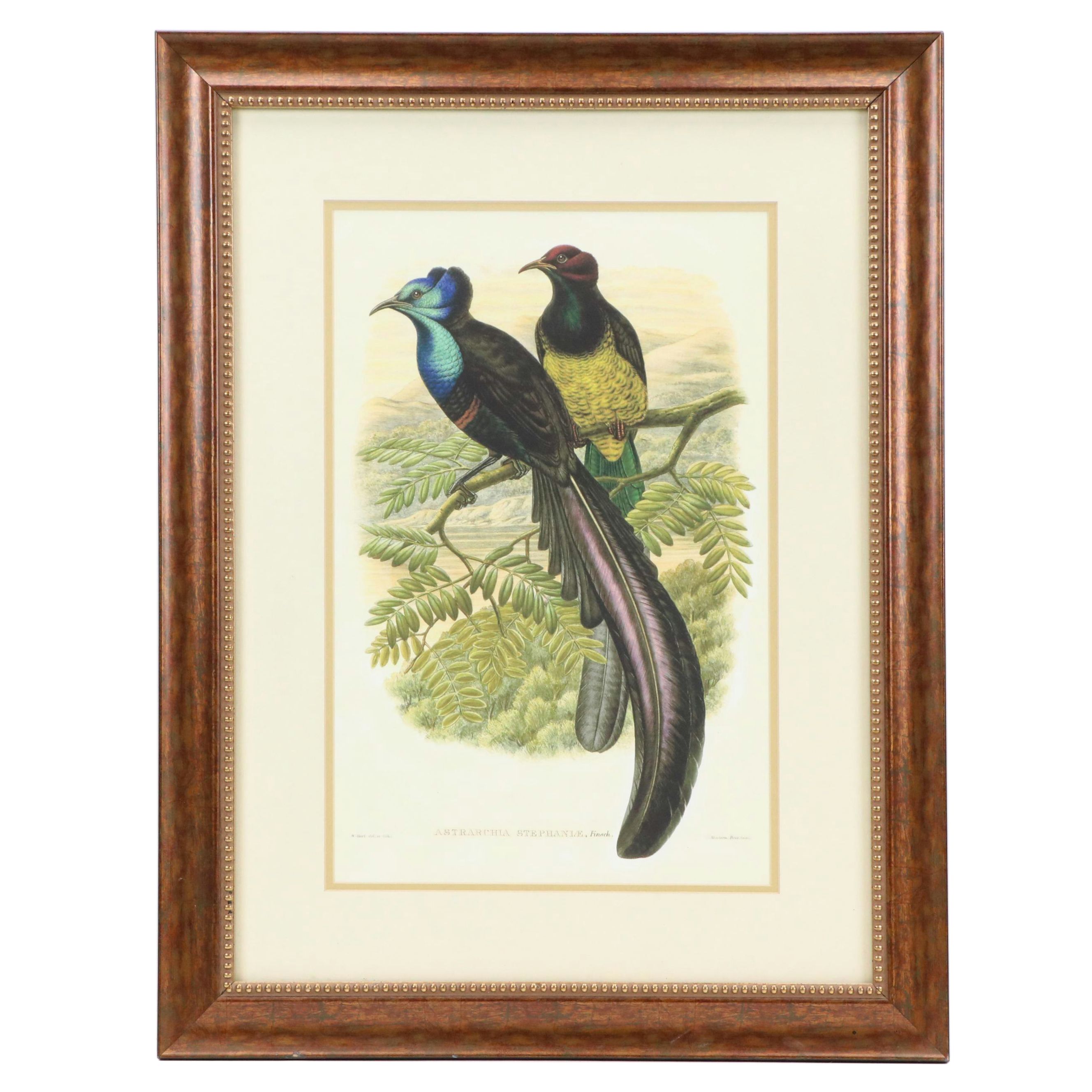 Giclée of Bird of Paradise After William Hart "Astrarchia Stephinae," 21st C.