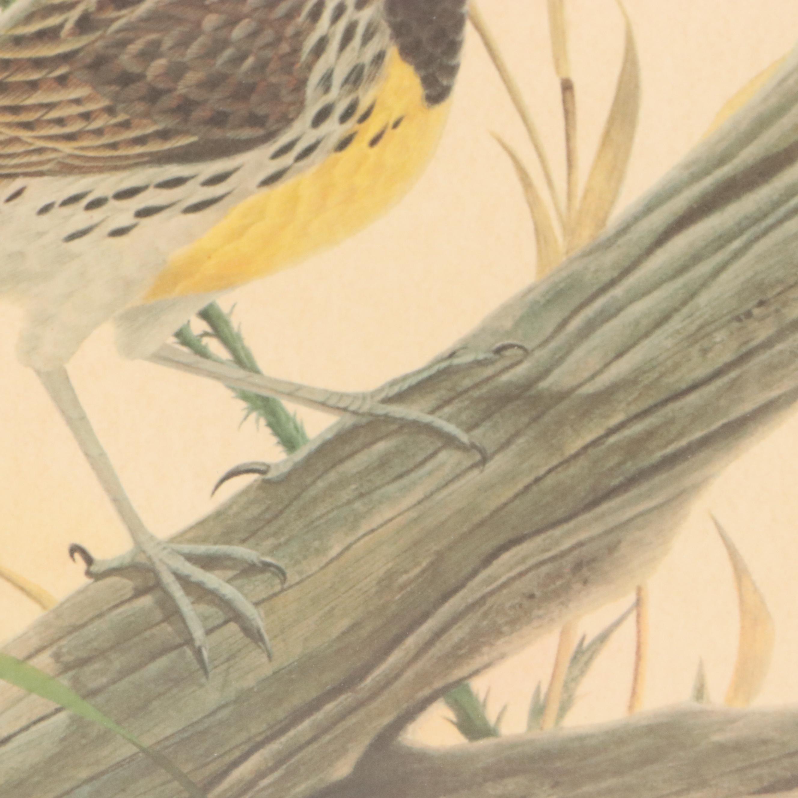 John A. Ruthven Ornithological Offset Lithograph "Meadowlark," 1979