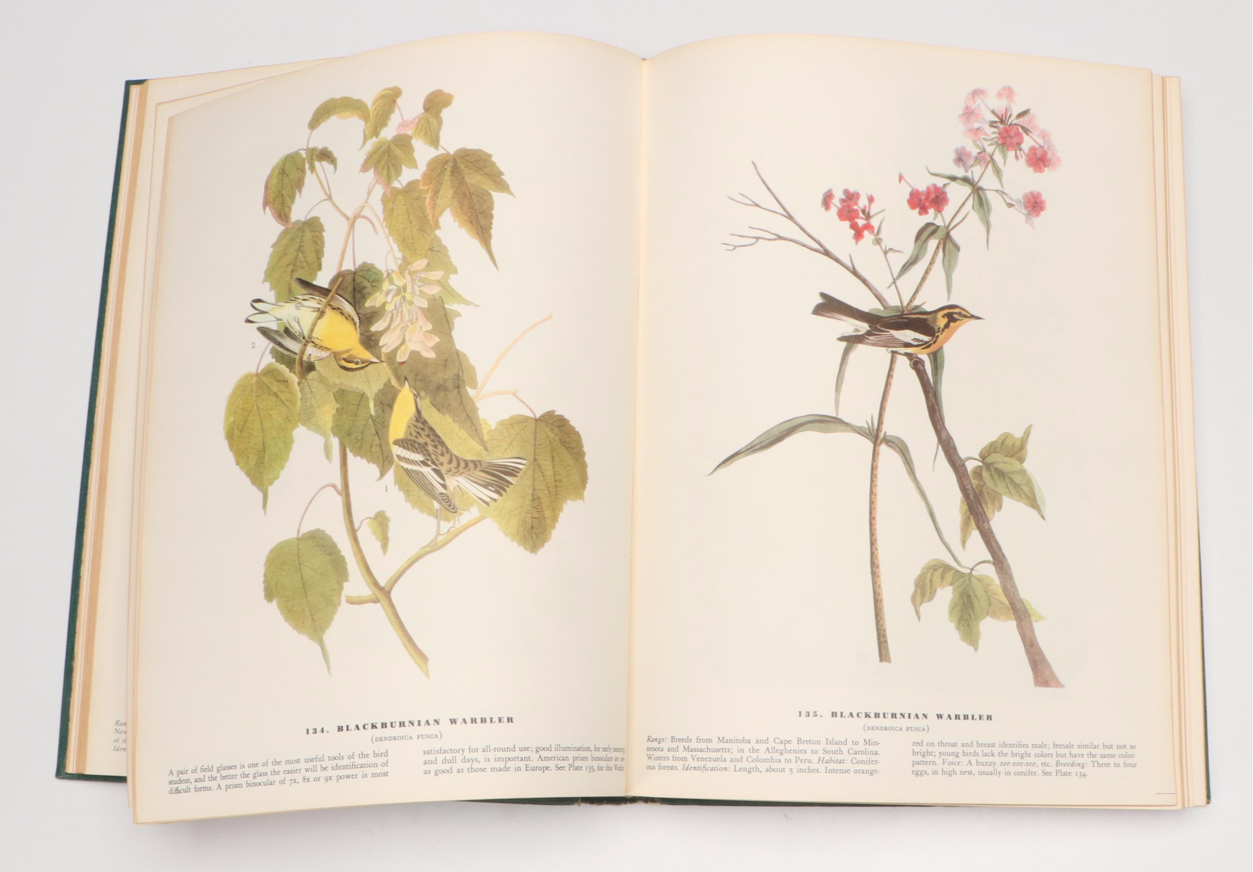 Sixth Printing "The Birds of America" by John James Audubon, 1962