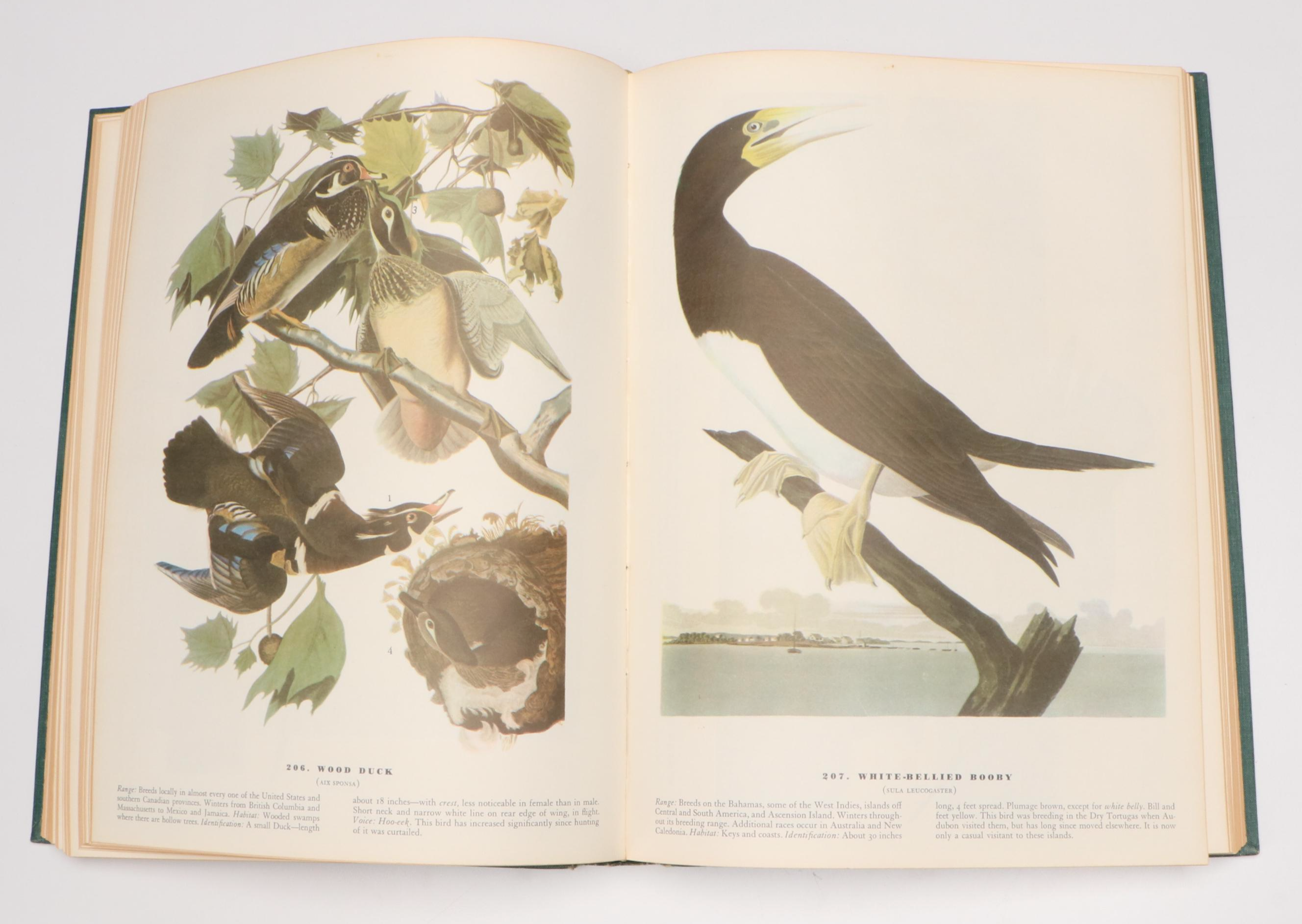 Sixth Printing "The Birds of America" by John James Audubon, 1962