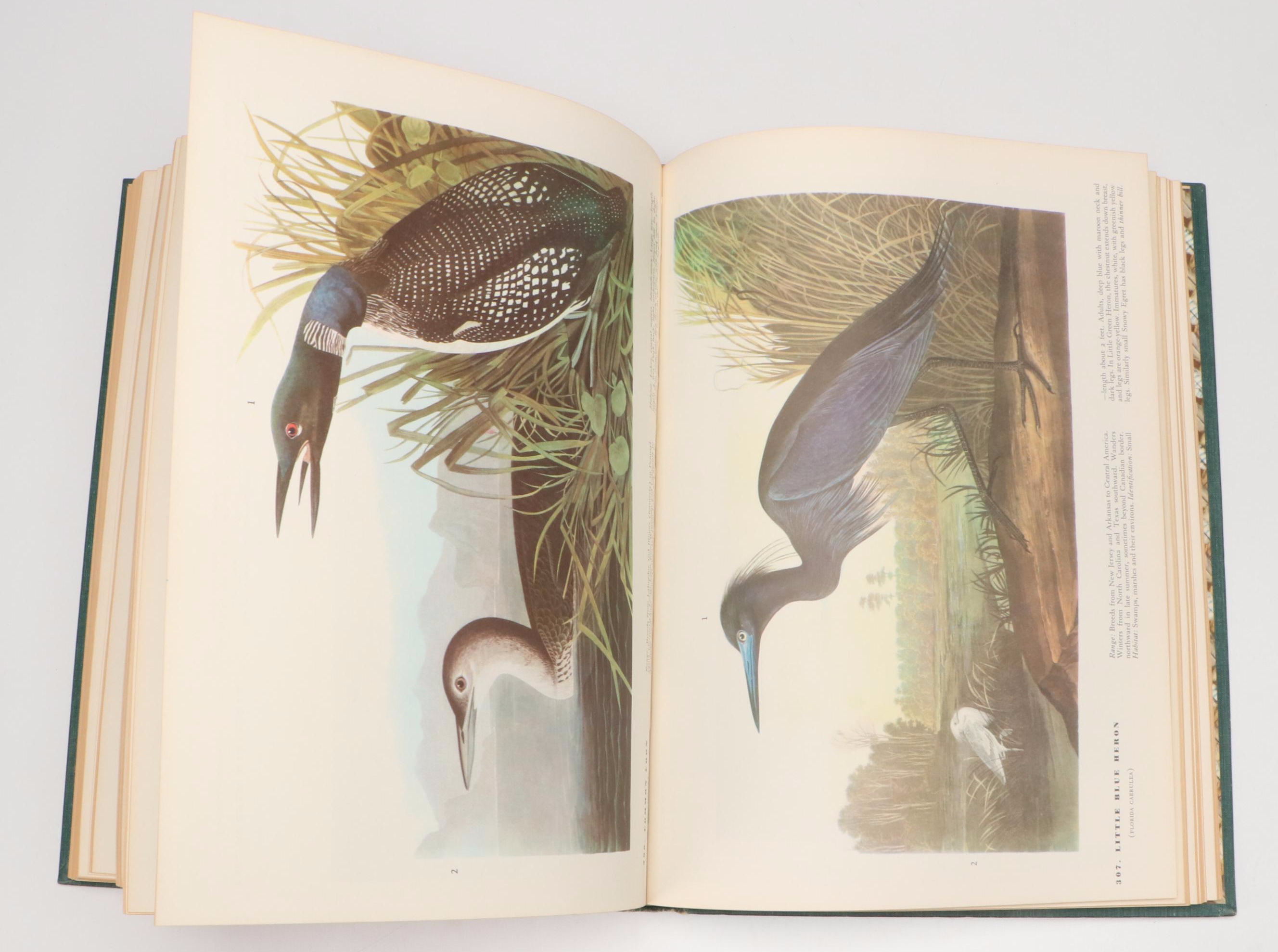 Sixth Printing "The Birds of America" by John James Audubon, 1962