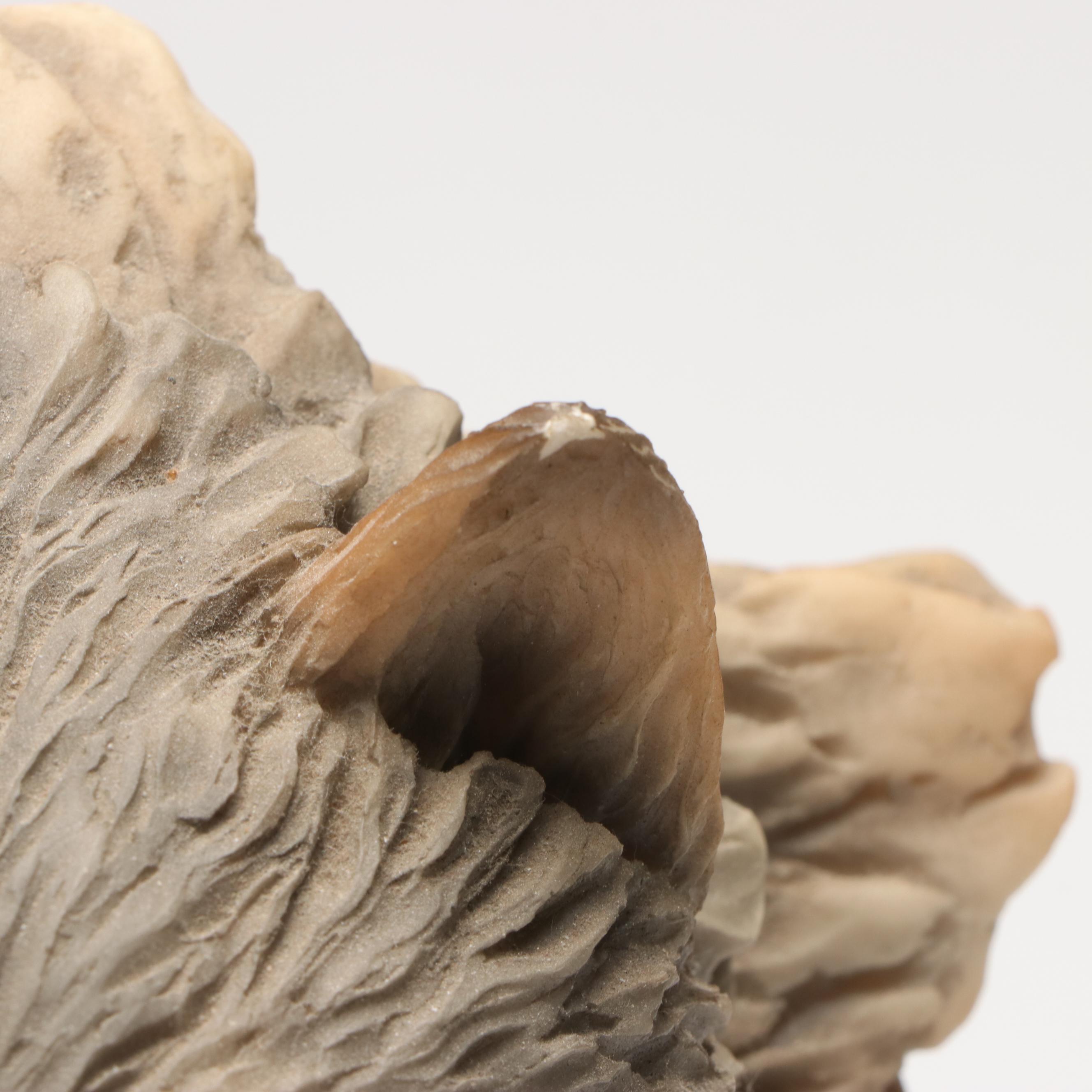 Mill Creek Studios "Before the Chase" Resin Wolf Head Portrait