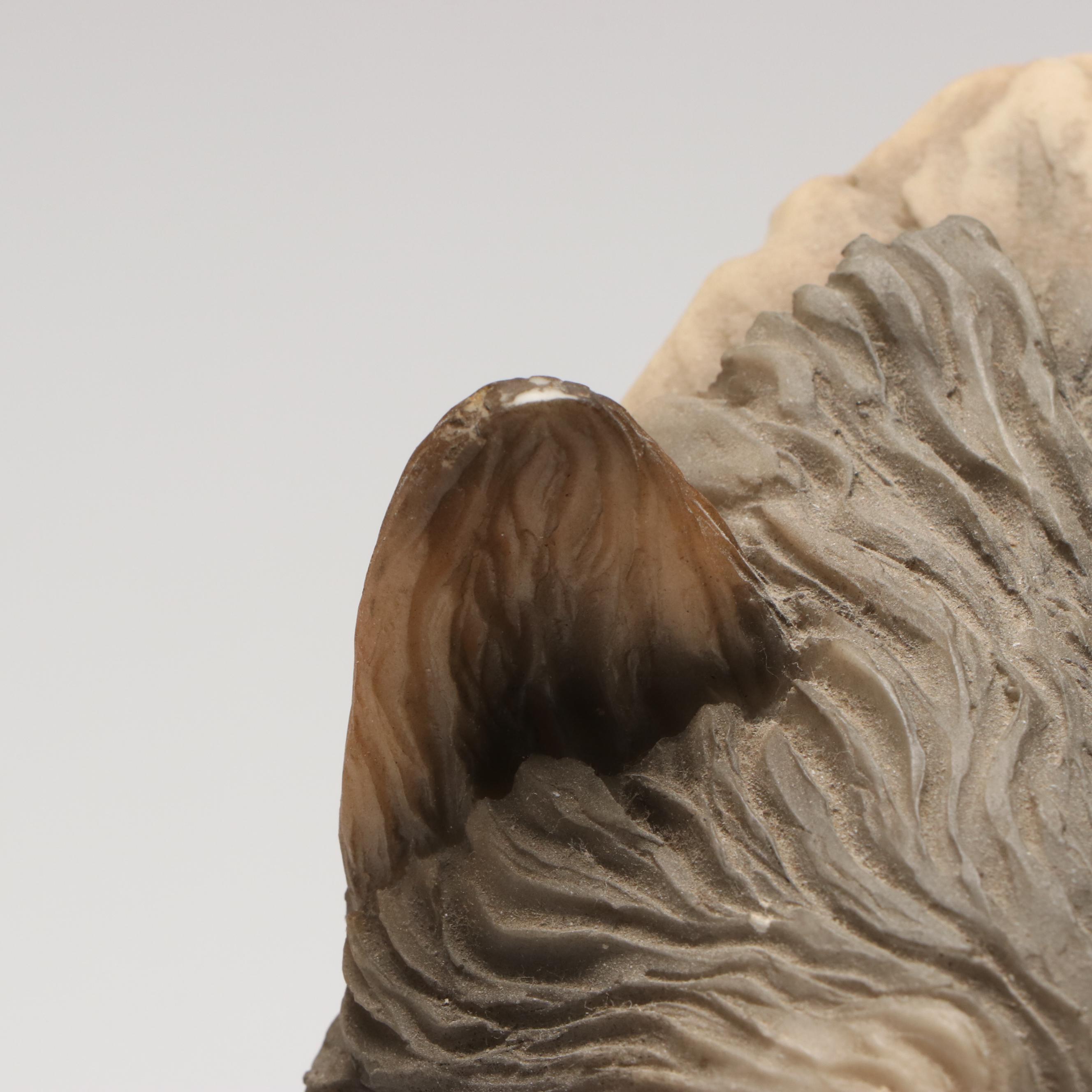 Mill Creek Studios "Before the Chase" Resin Wolf Head Portrait