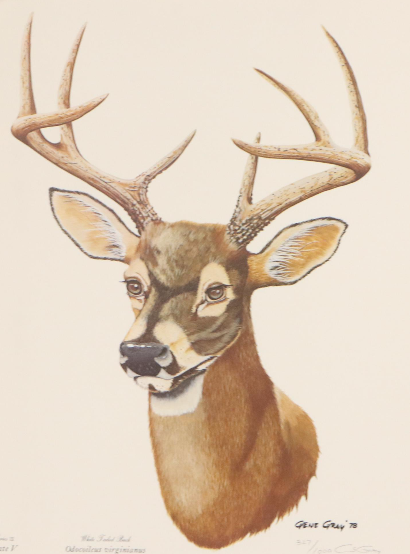 Gene Gray Offset Lithograph "White-Tailed Buck," Circa 1978