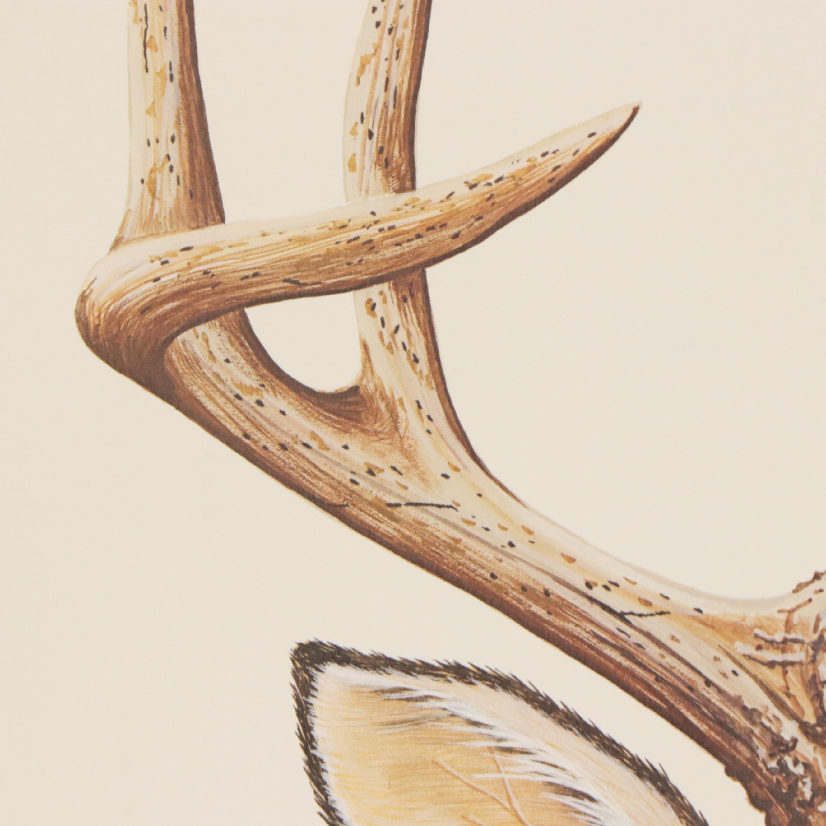 Gene Gray Offset Lithograph "White-Tailed Buck," Circa 1978