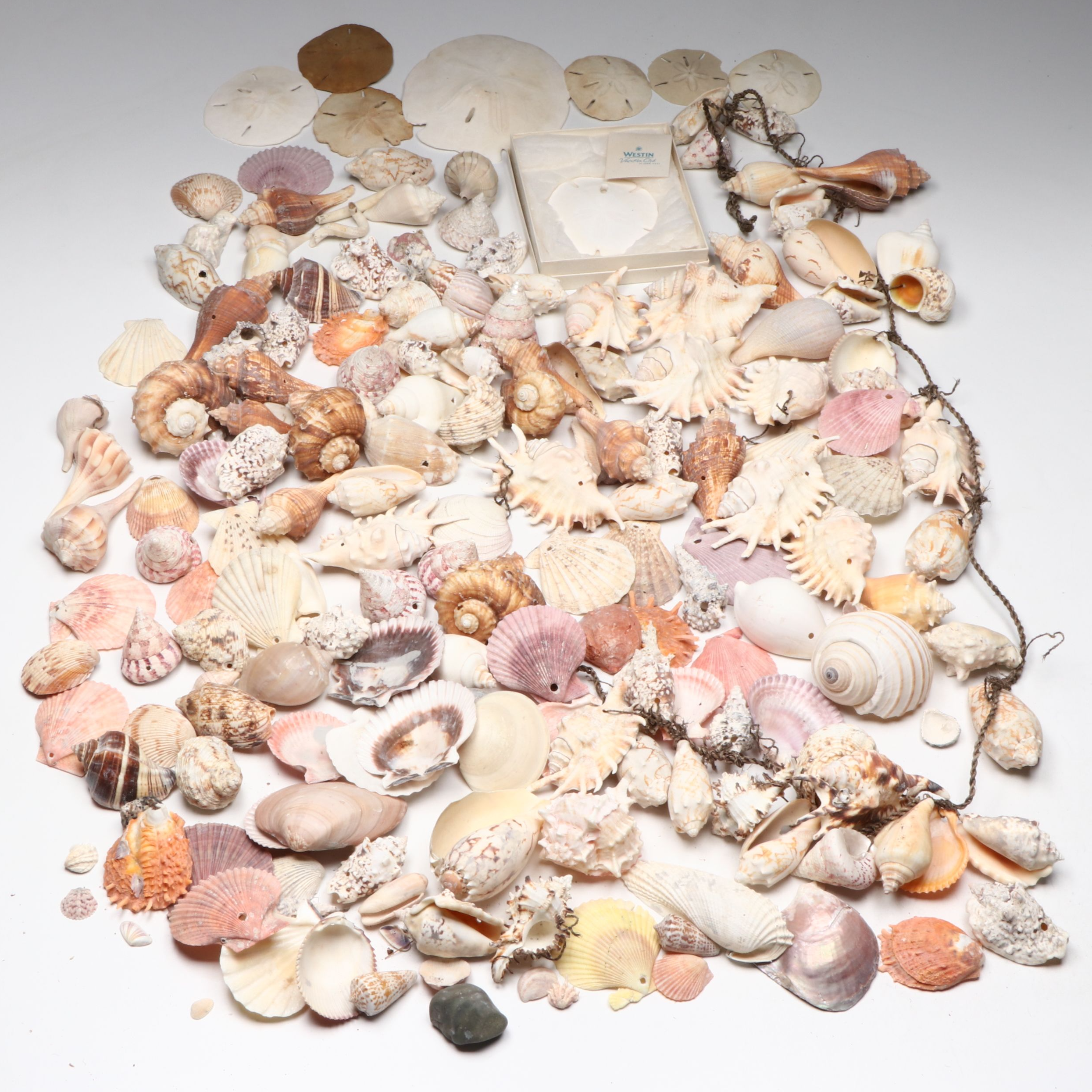 Millipede Spider Conchs, Sea Fan Corals, Sand Dollars and More