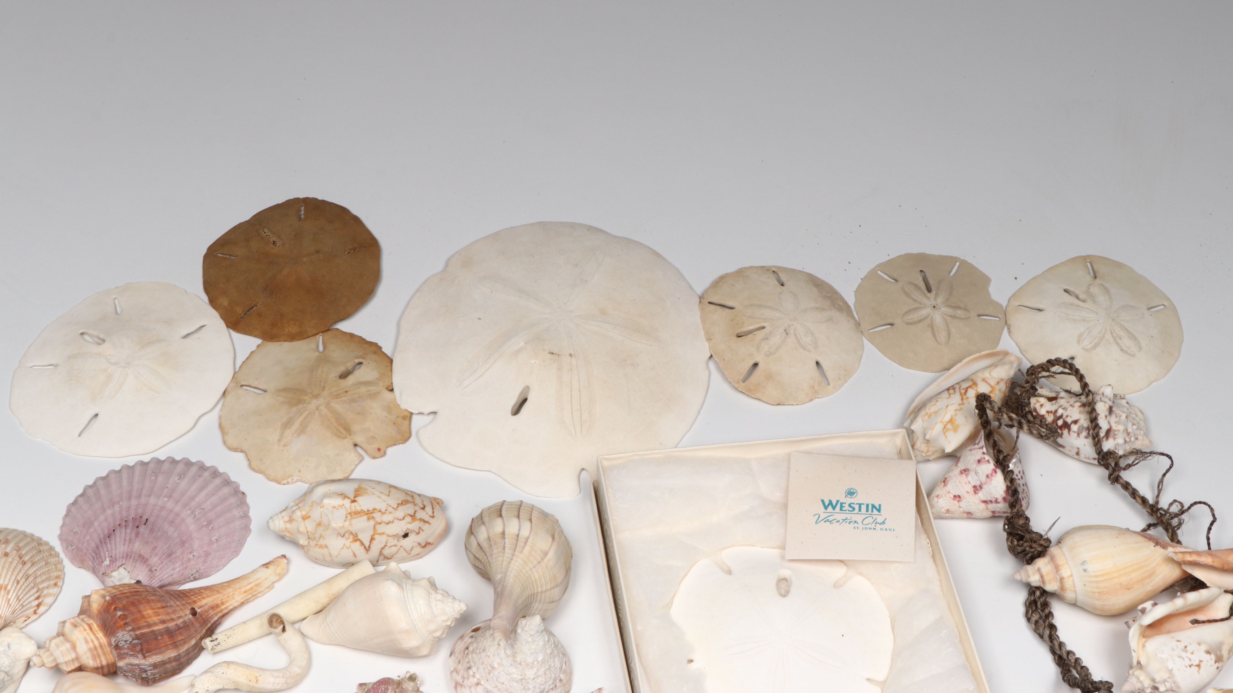 Millipede Spider Conchs, Sea Fan Corals, Sand Dollars and More