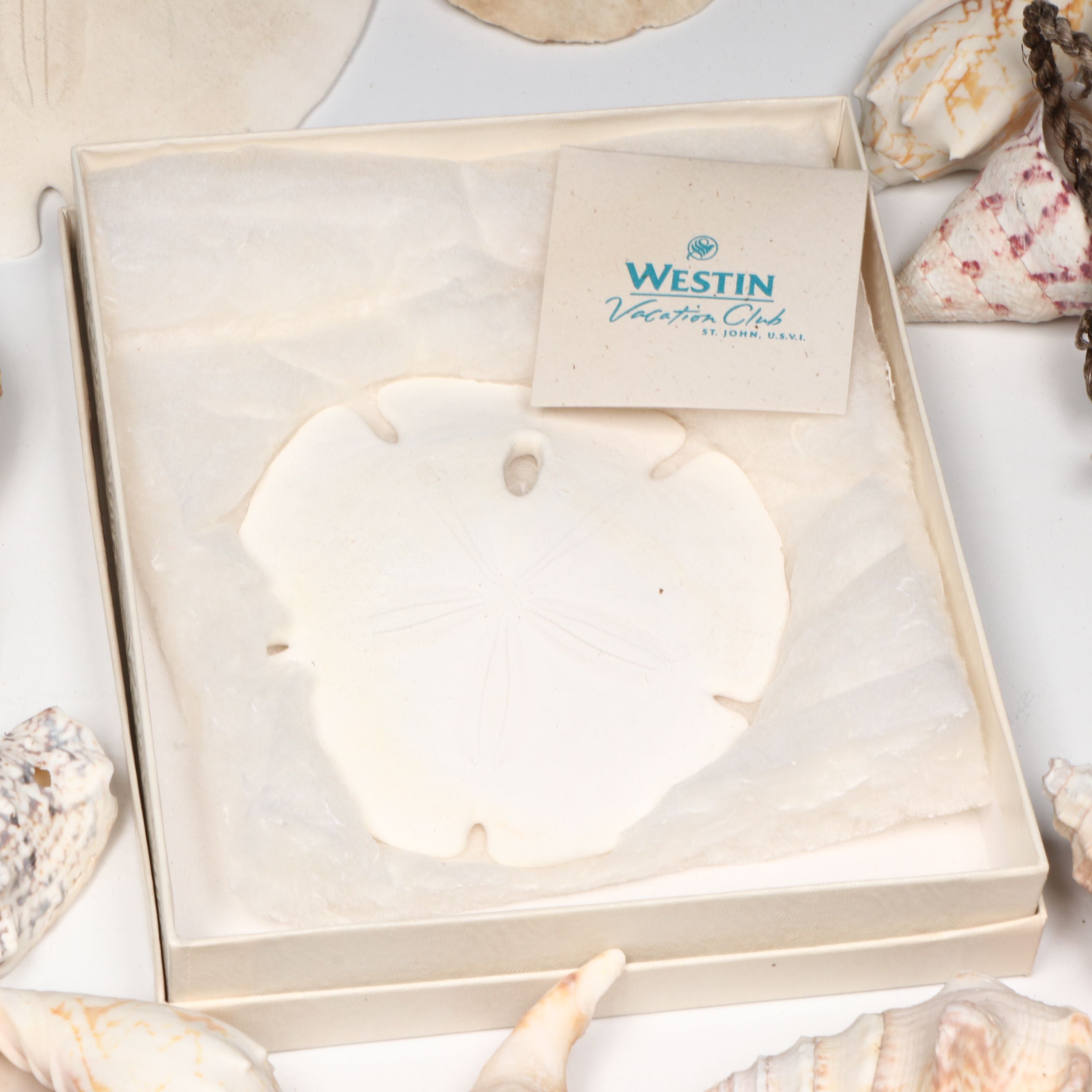 Millipede Spider Conchs, Sea Fan Corals, Sand Dollars and More