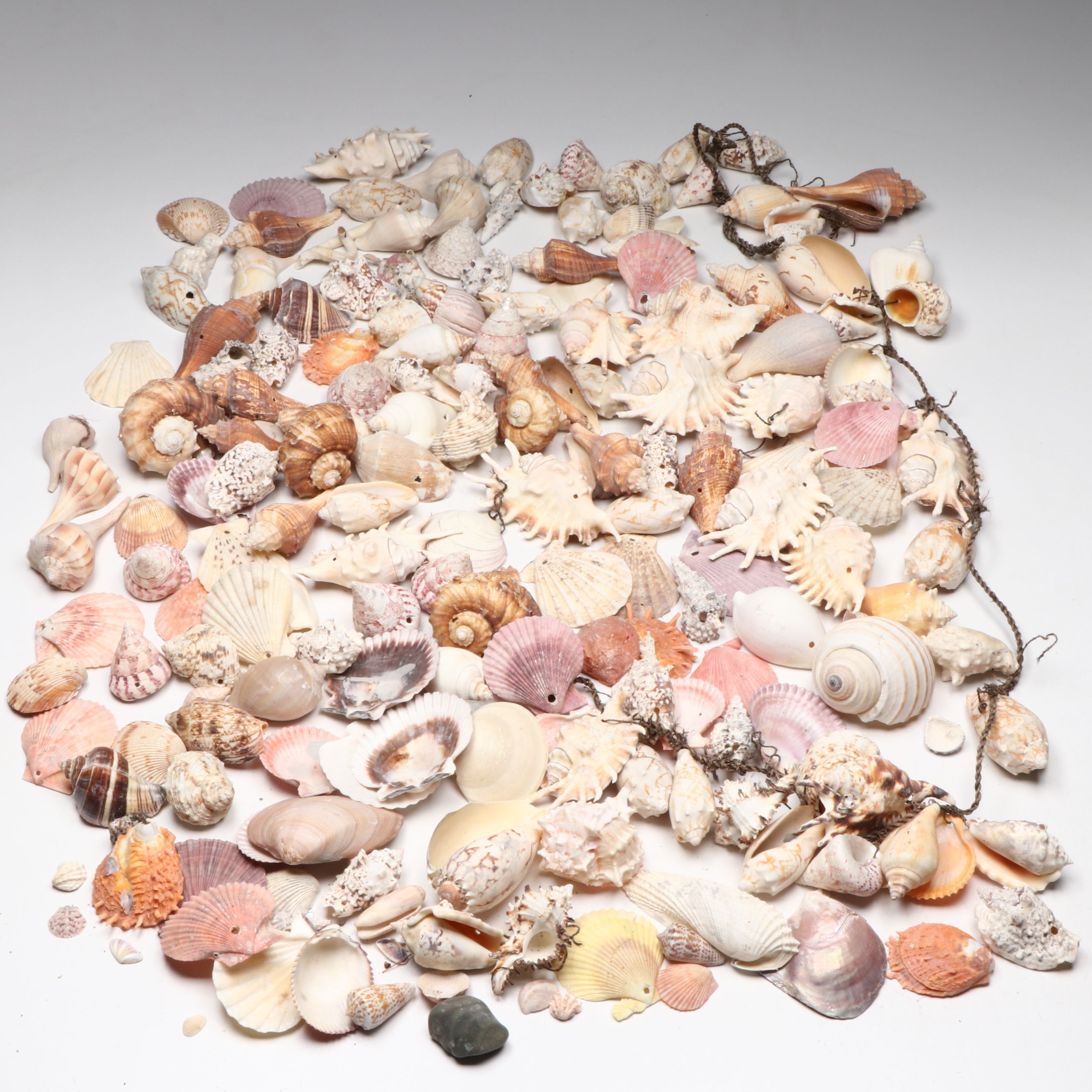 Millipede Spider Conchs, Sea Fan Corals, Sand Dollars and More