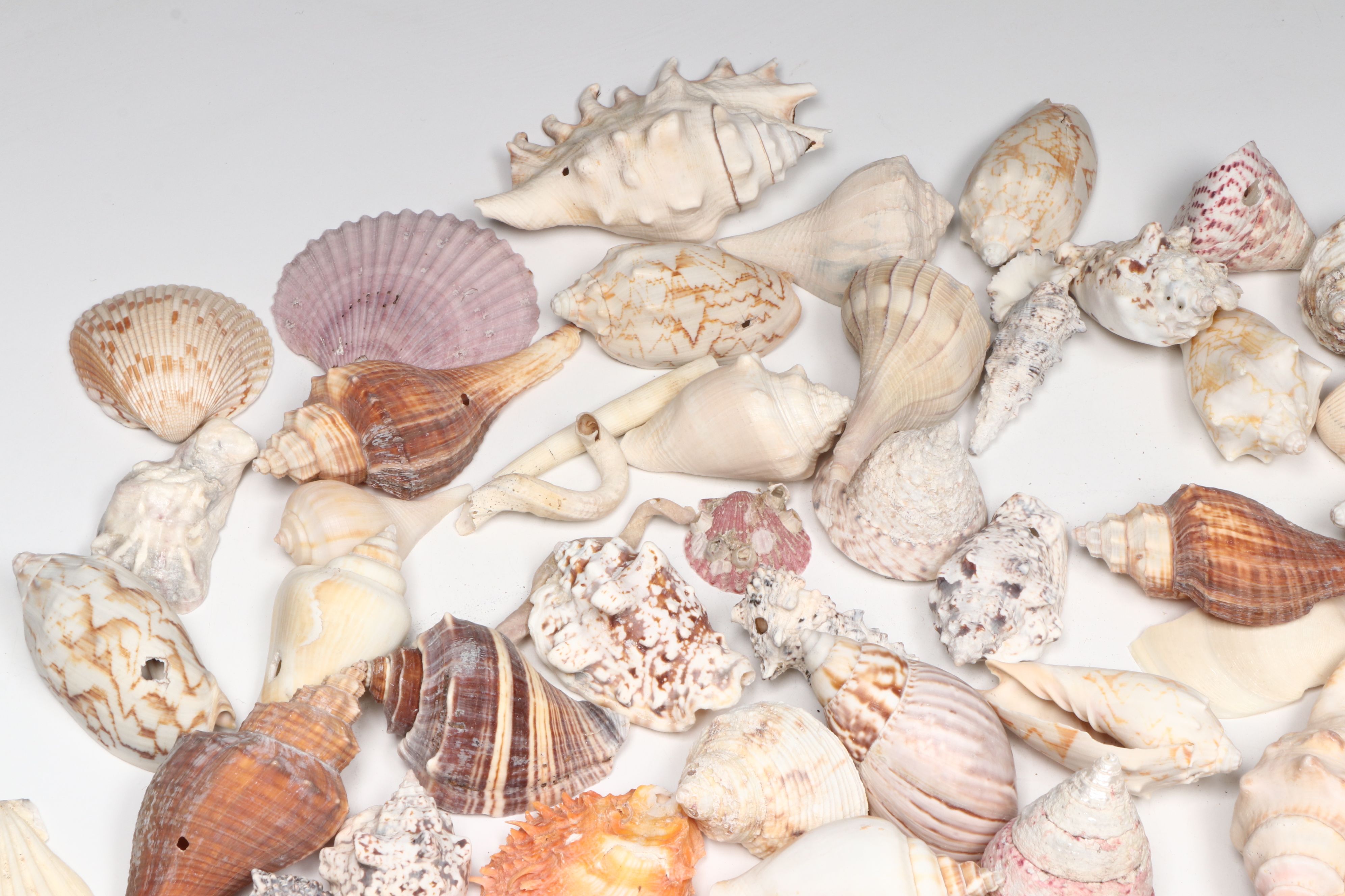 Millipede Spider Conchs, Sea Fan Corals, Sand Dollars and More