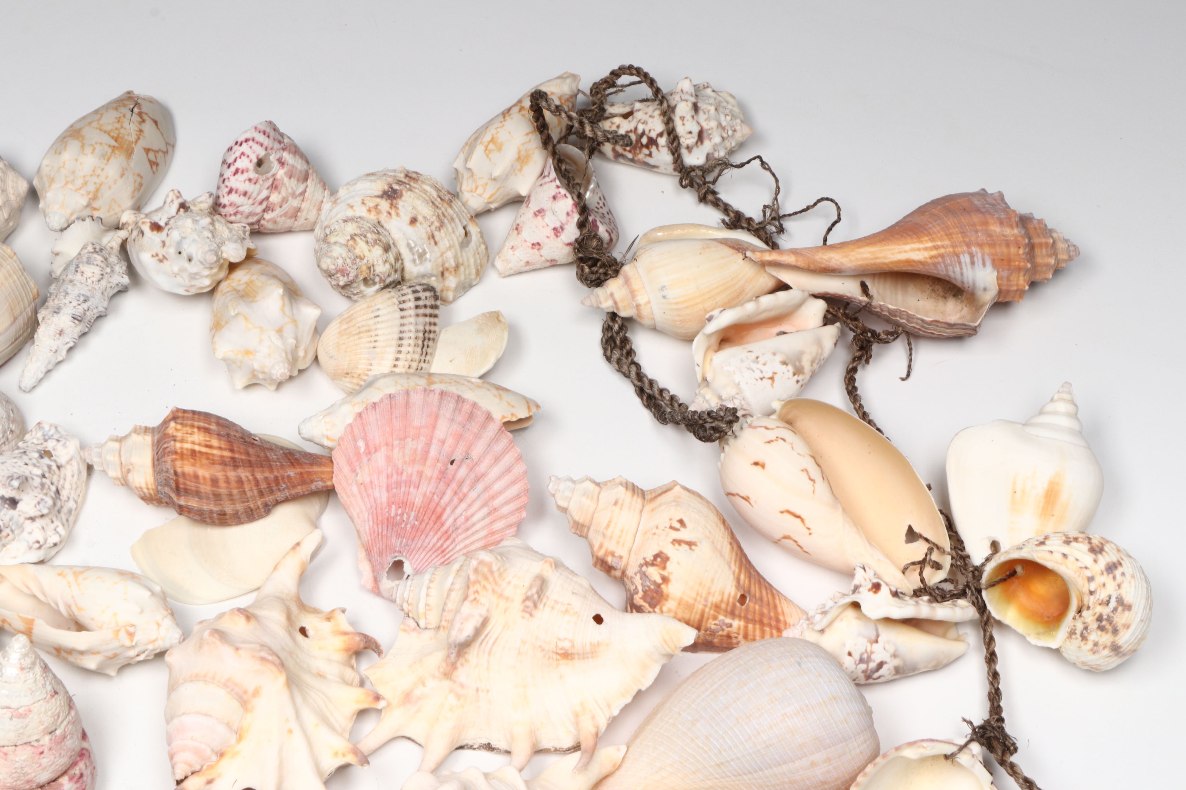 Millipede Spider Conchs, Sea Fan Corals, Sand Dollars and More