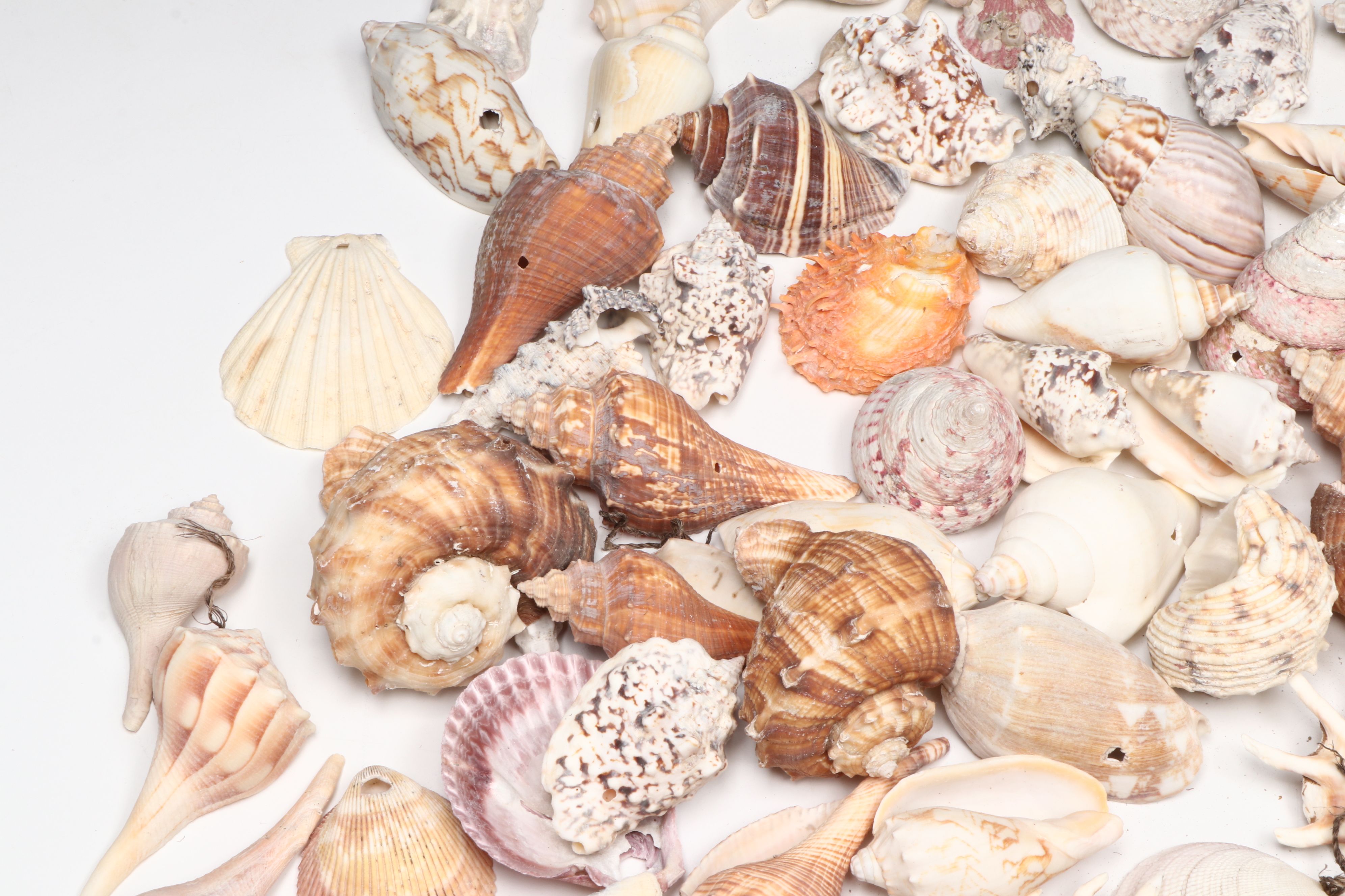 Millipede Spider Conchs, Sea Fan Corals, Sand Dollars and More