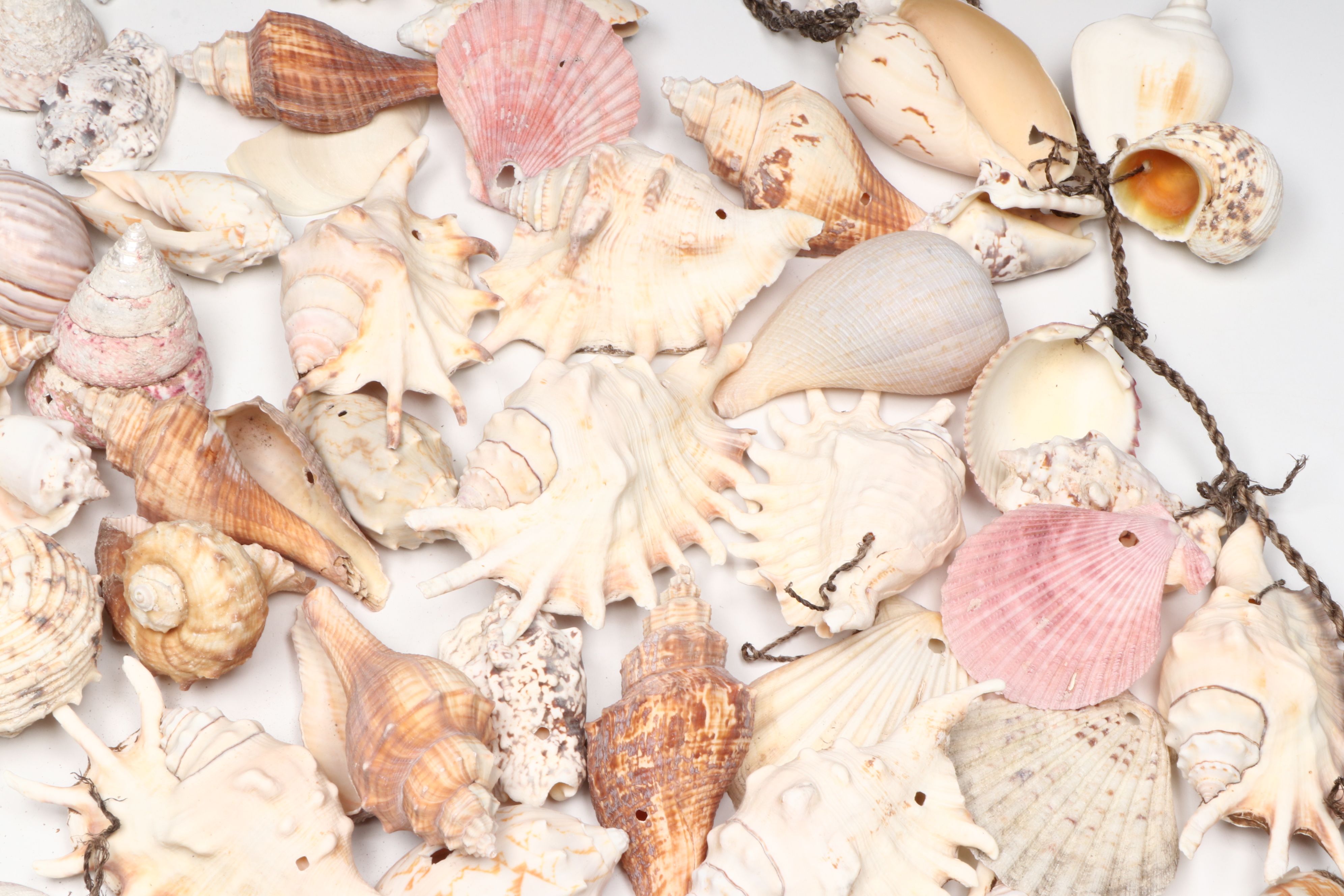 Millipede Spider Conchs, Sea Fan Corals, Sand Dollars and More