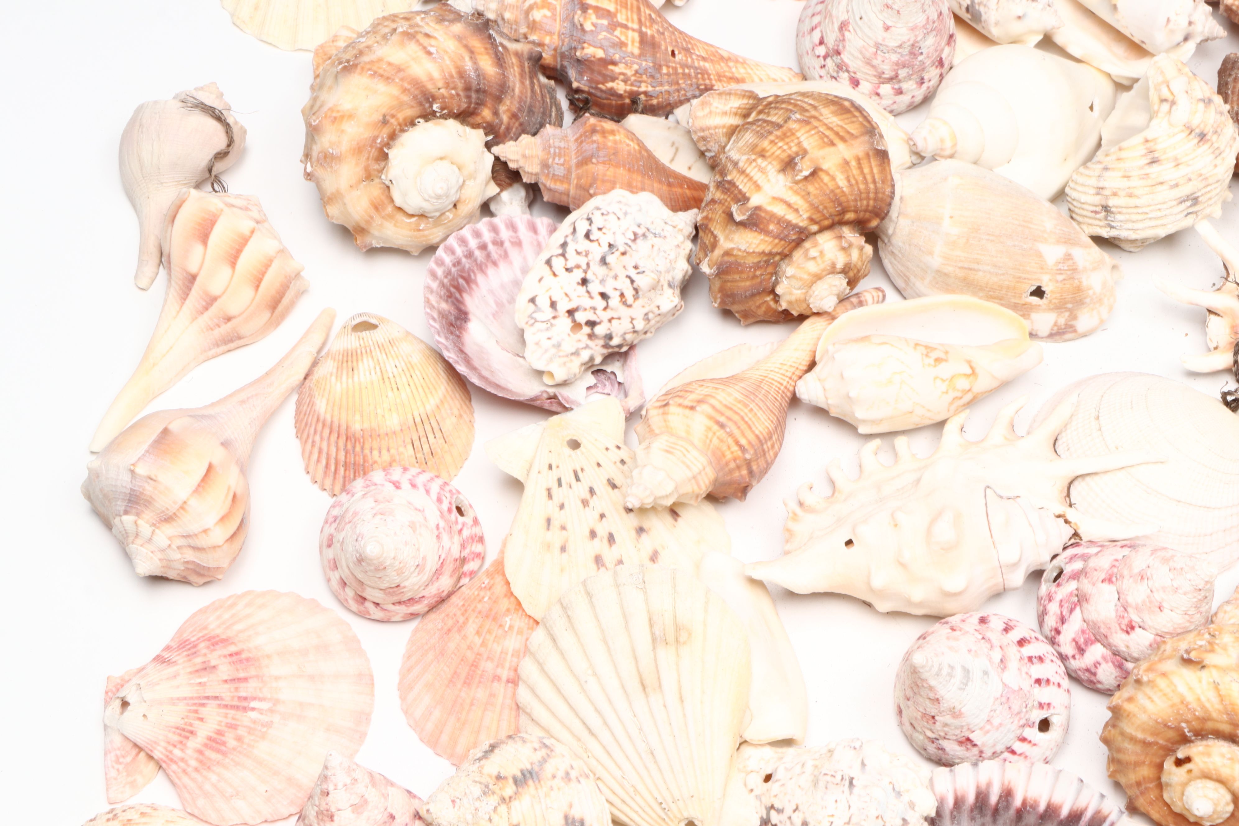 Millipede Spider Conchs, Sea Fan Corals, Sand Dollars and More