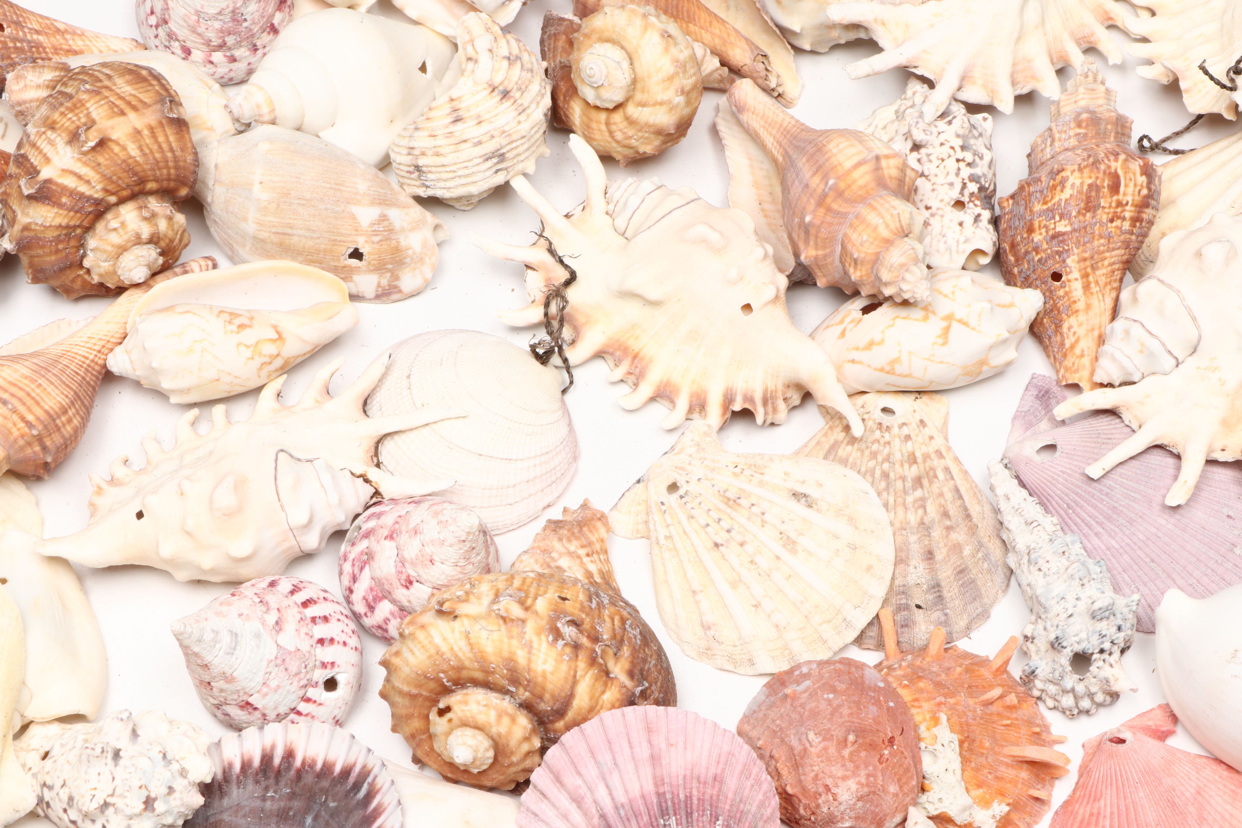 Millipede Spider Conchs, Sea Fan Corals, Sand Dollars and More