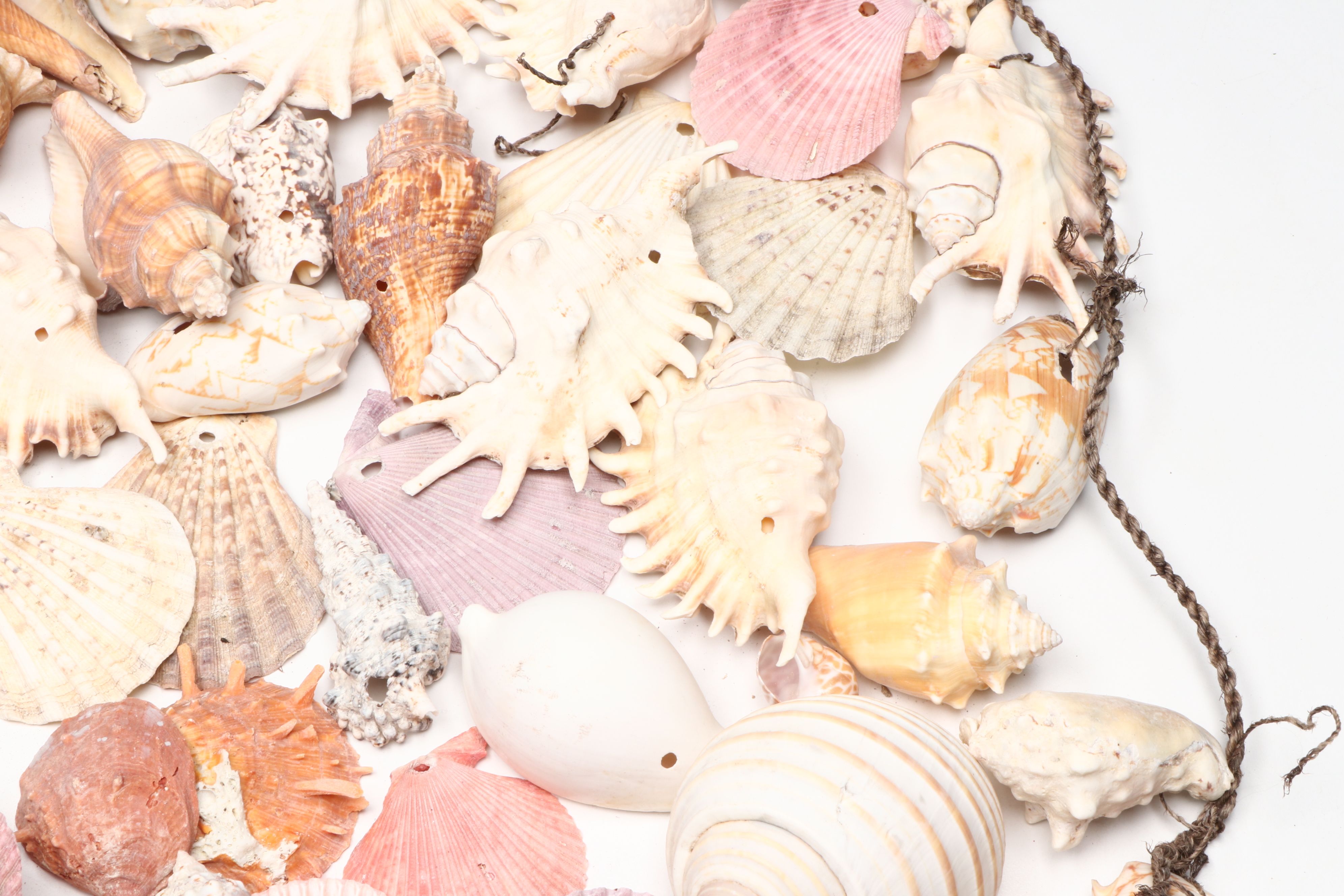 Millipede Spider Conchs, Sea Fan Corals, Sand Dollars and More