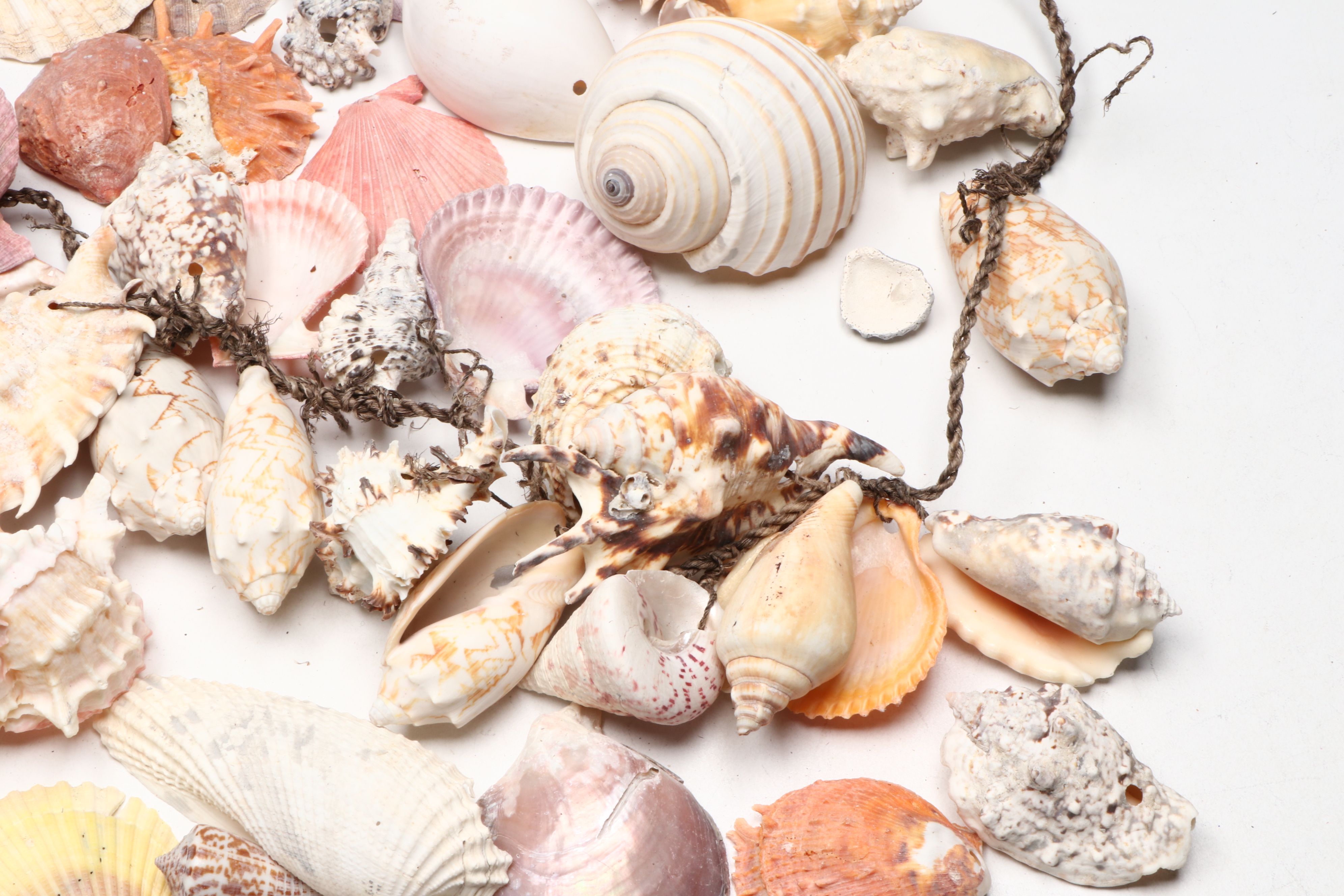 Millipede Spider Conchs, Sea Fan Corals, Sand Dollars and More