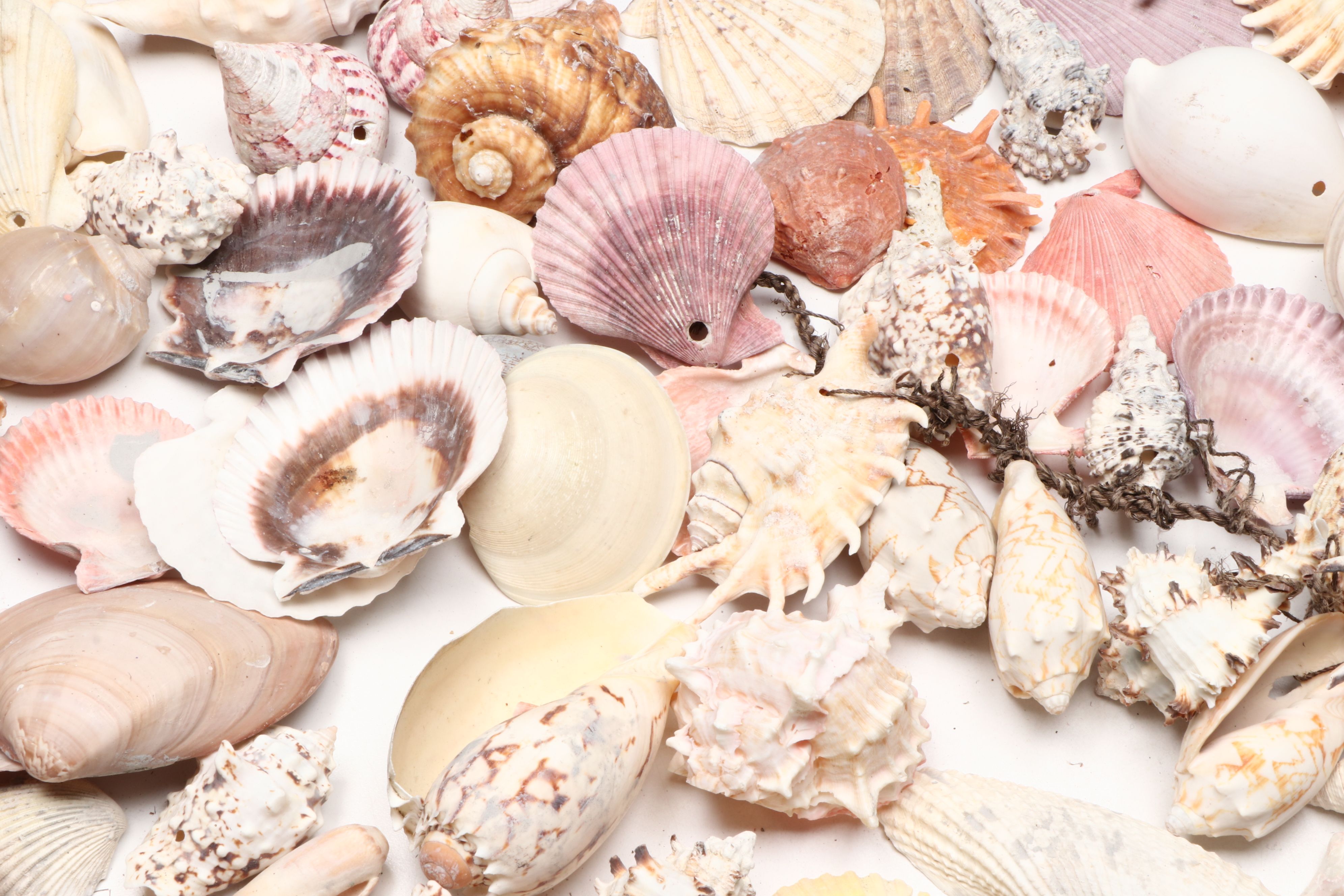 Millipede Spider Conchs, Sea Fan Corals, Sand Dollars and More