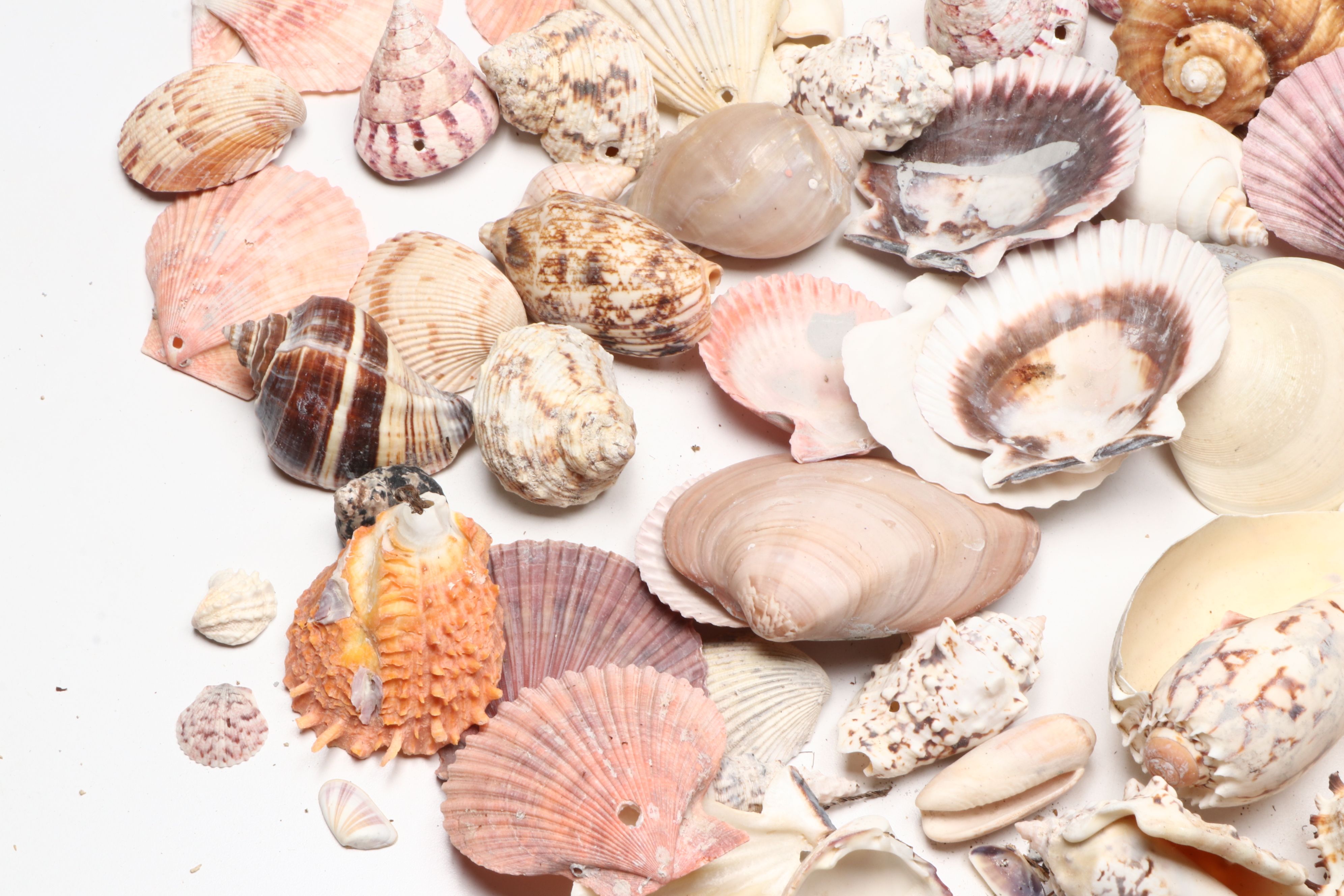 Millipede Spider Conchs, Sea Fan Corals, Sand Dollars and More