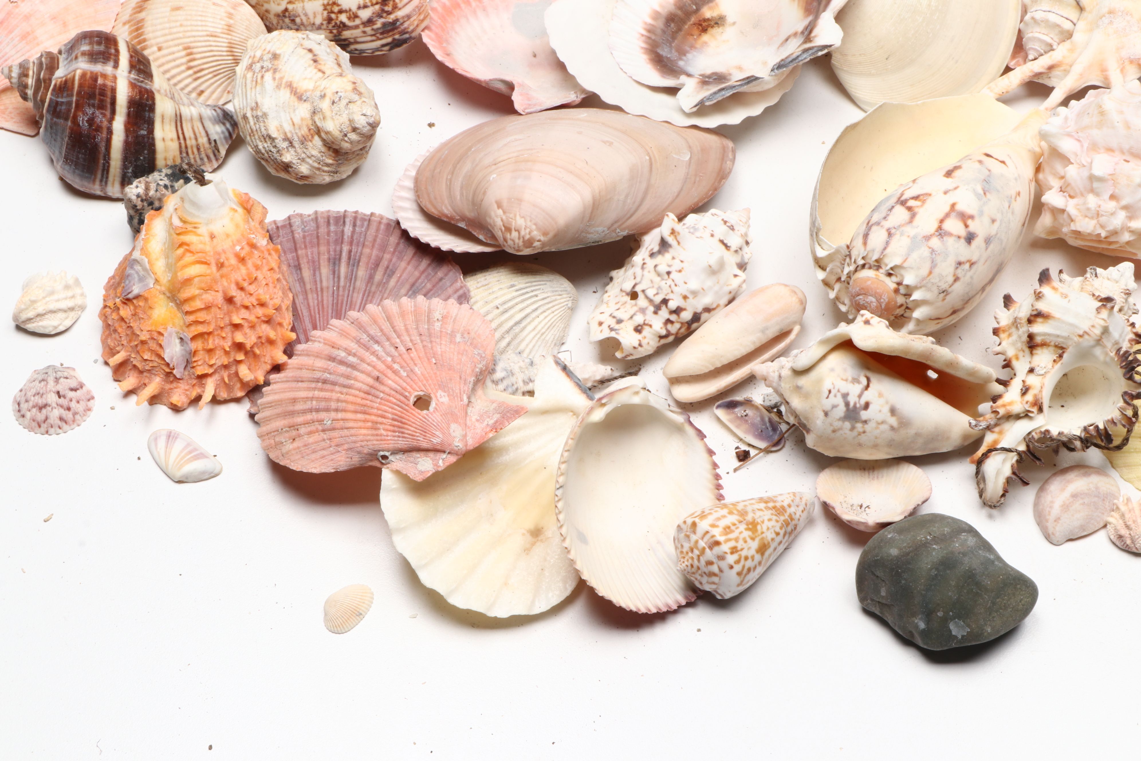 Millipede Spider Conchs, Sea Fan Corals, Sand Dollars and More