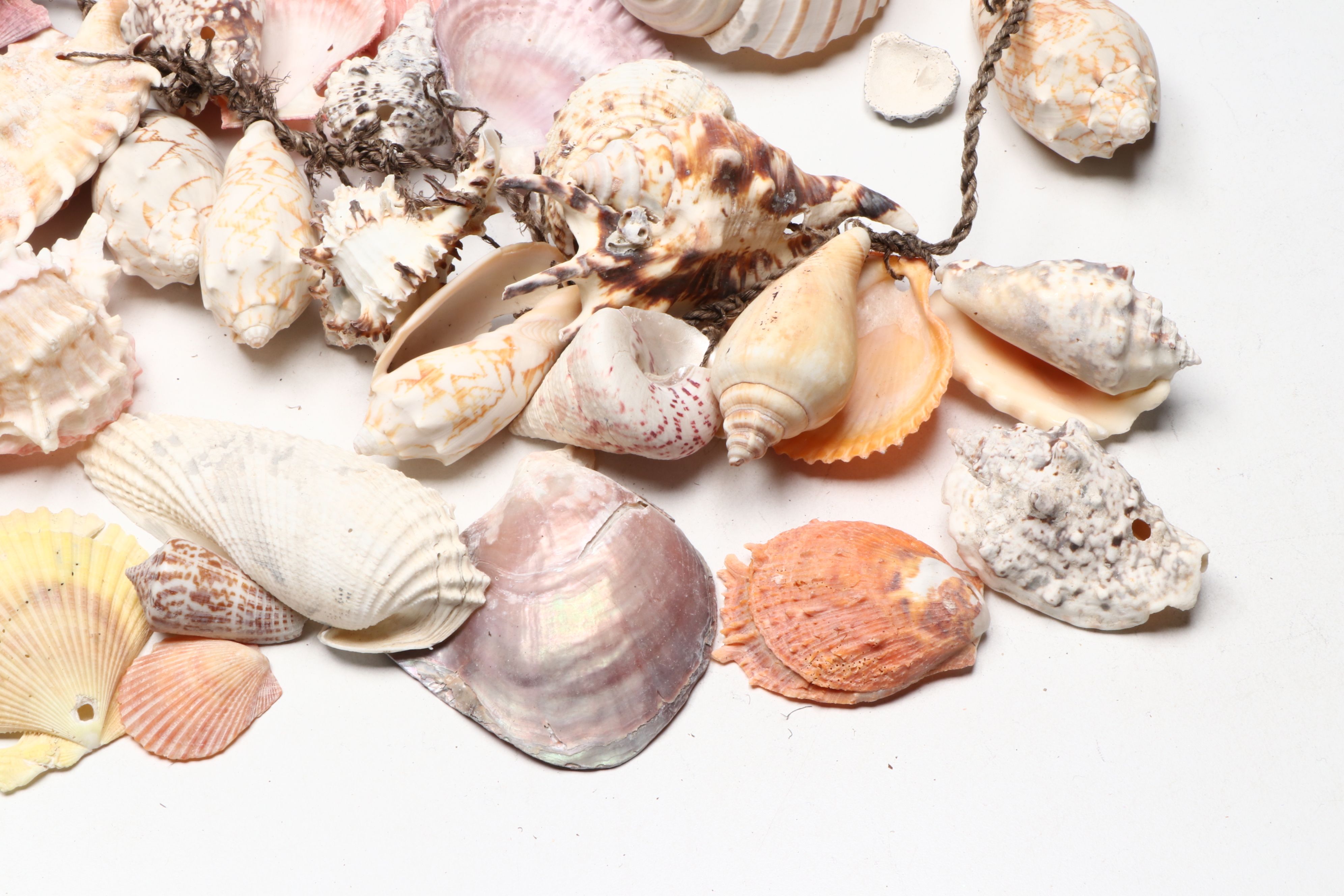 Millipede Spider Conchs, Sea Fan Corals, Sand Dollars and More