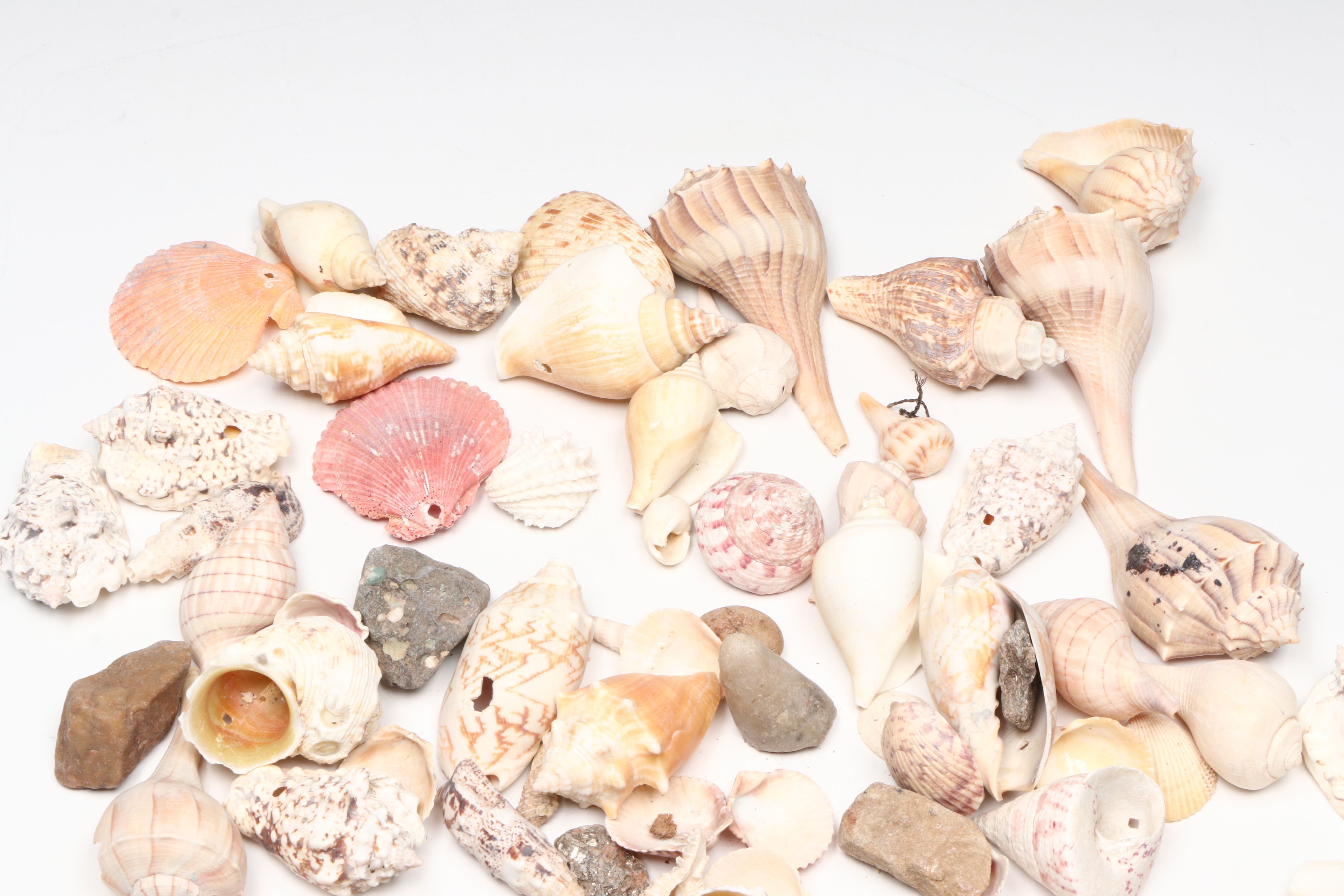 Millipede Spider Conchs, Sea Fan Corals, Sand Dollars and More