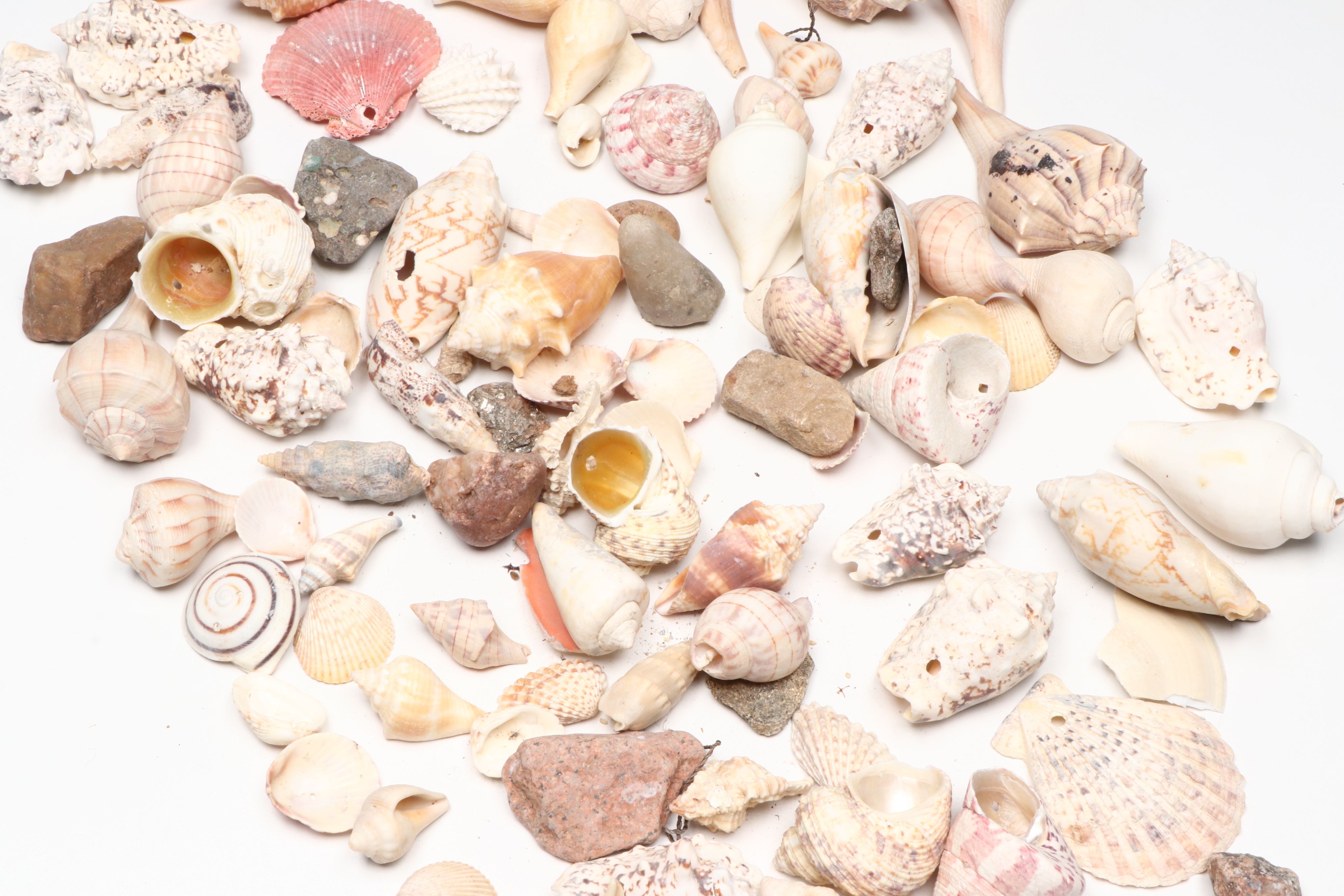 Millipede Spider Conchs, Sea Fan Corals, Sand Dollars and More