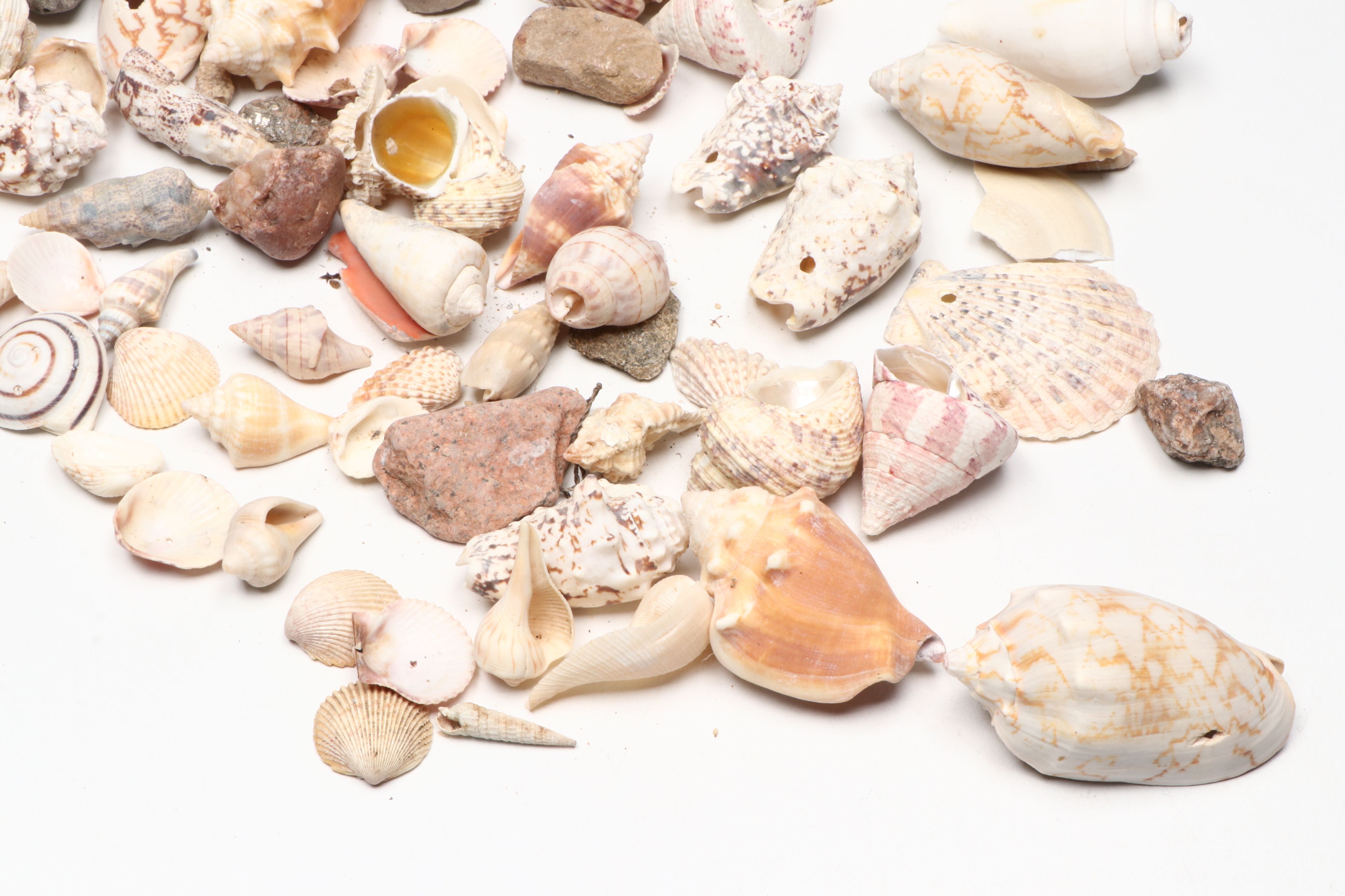 Millipede Spider Conchs, Sea Fan Corals, Sand Dollars and More