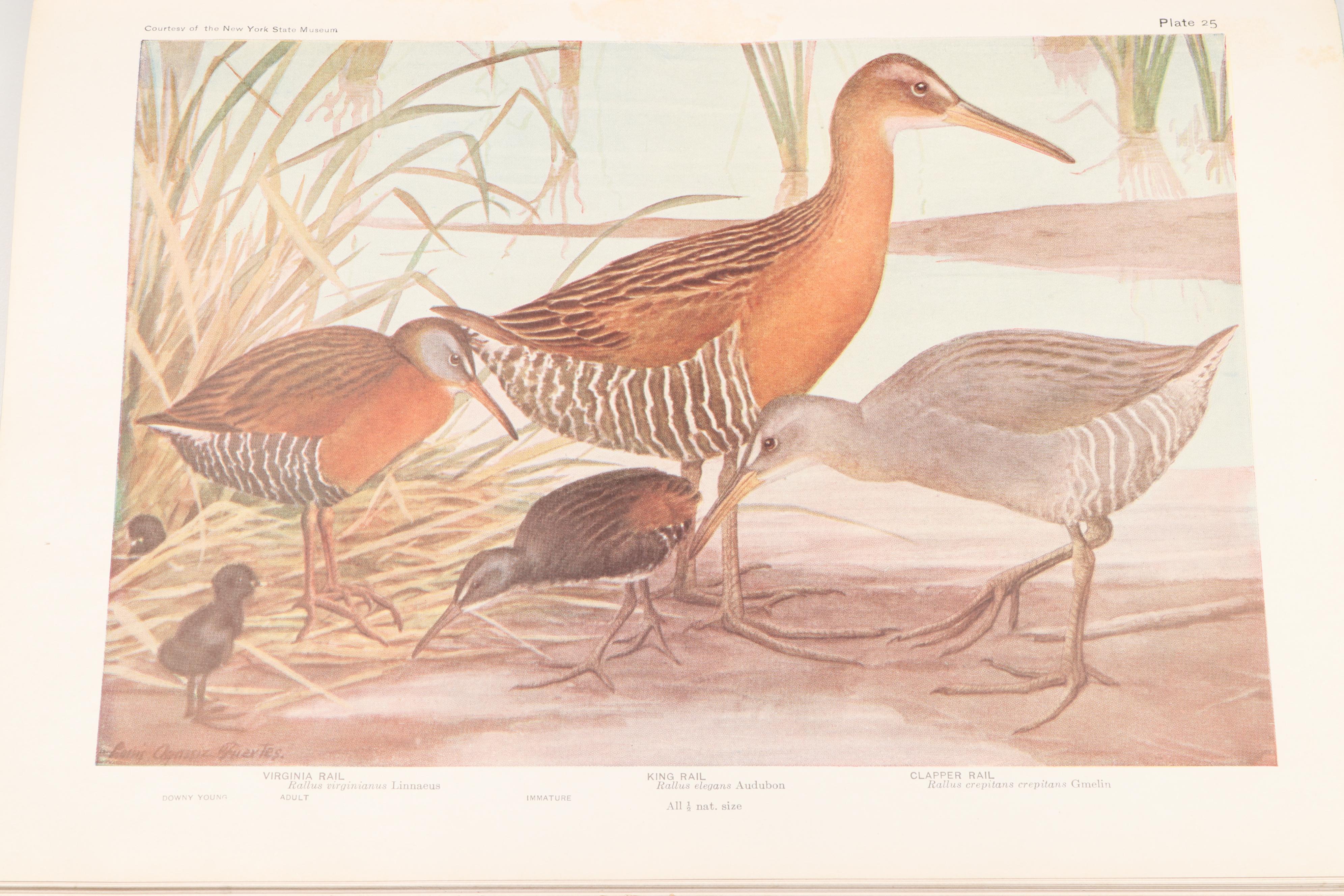 Illustrated "Birds of America" by T. Gilbert Pearson, 1936