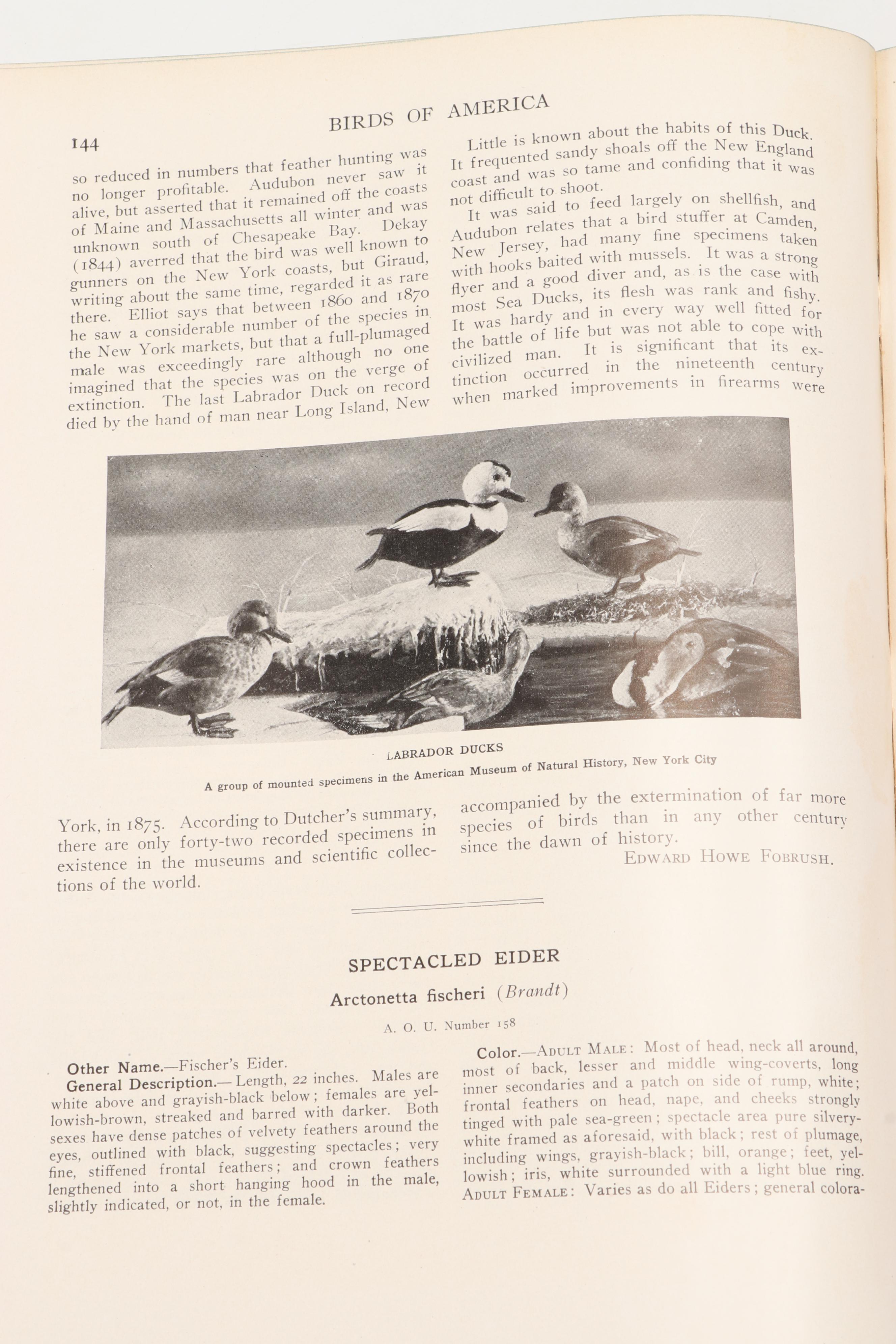 Illustrated "Birds of America" by T. Gilbert Pearson, 1936