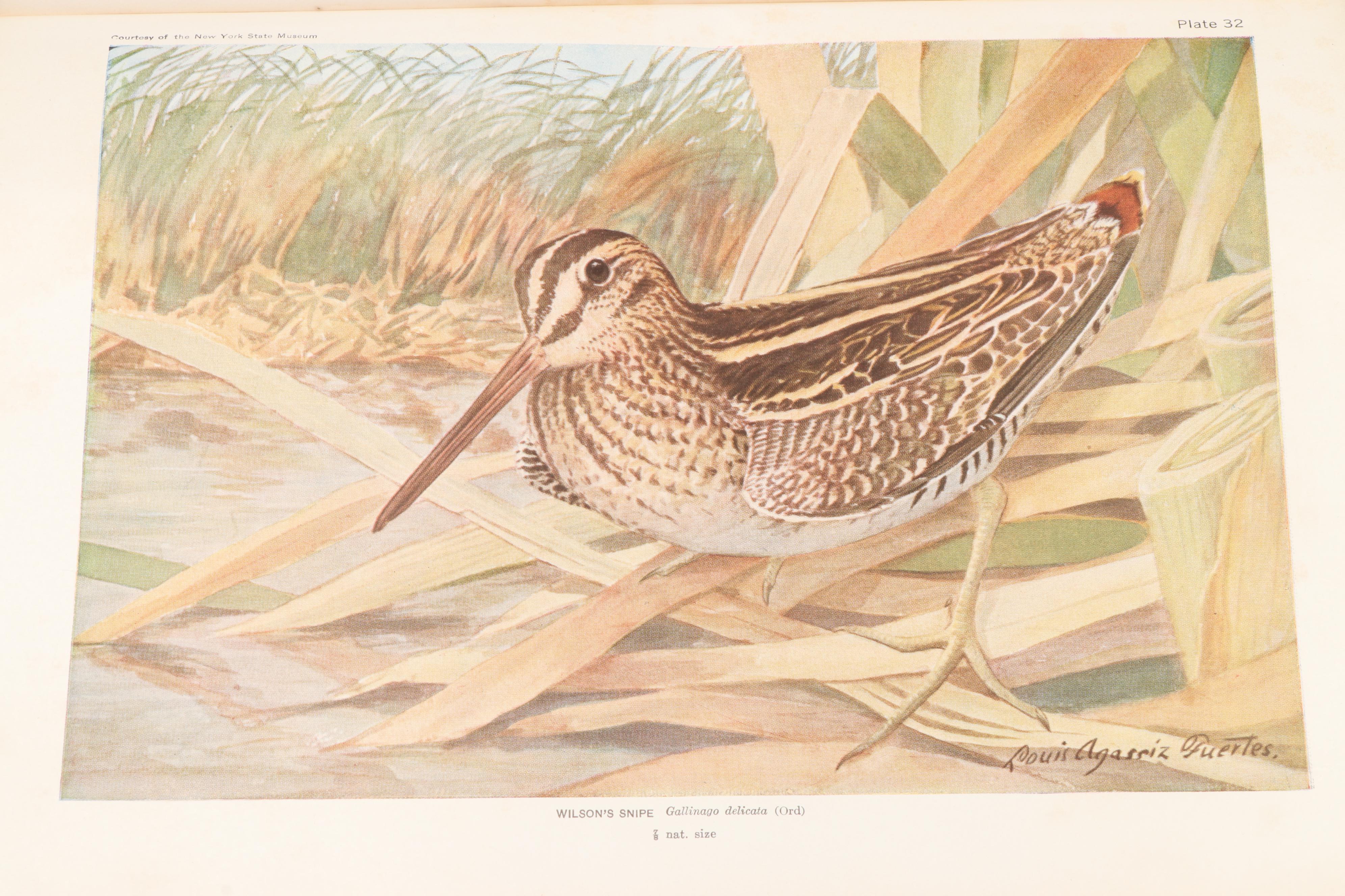 Illustrated "Birds of America" by T. Gilbert Pearson, 1936