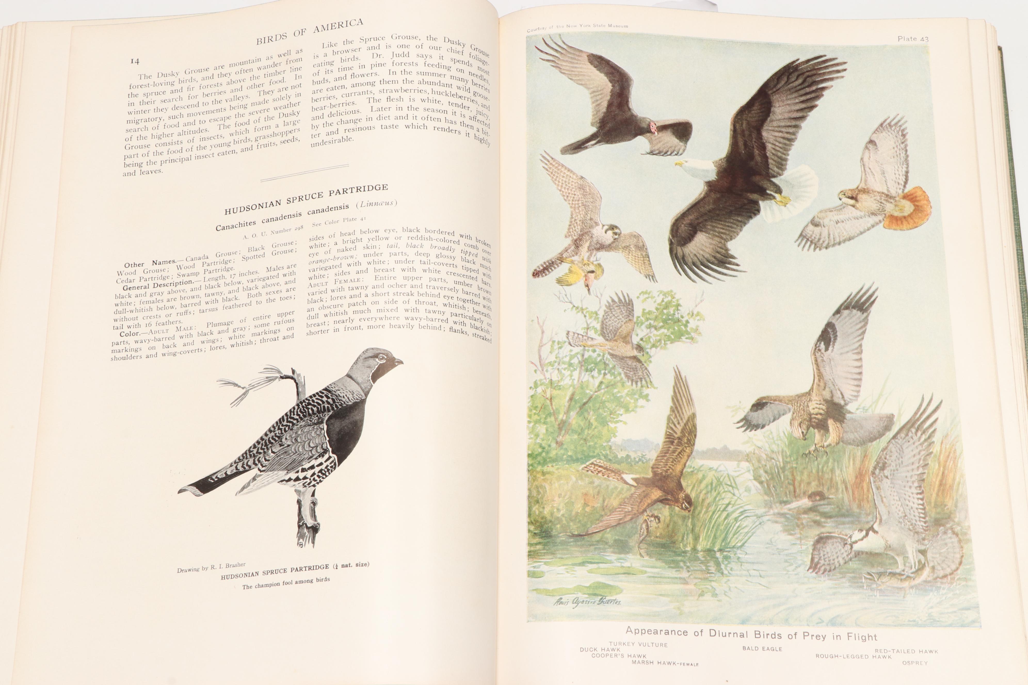 Illustrated "Birds of America" by T. Gilbert Pearson, 1936