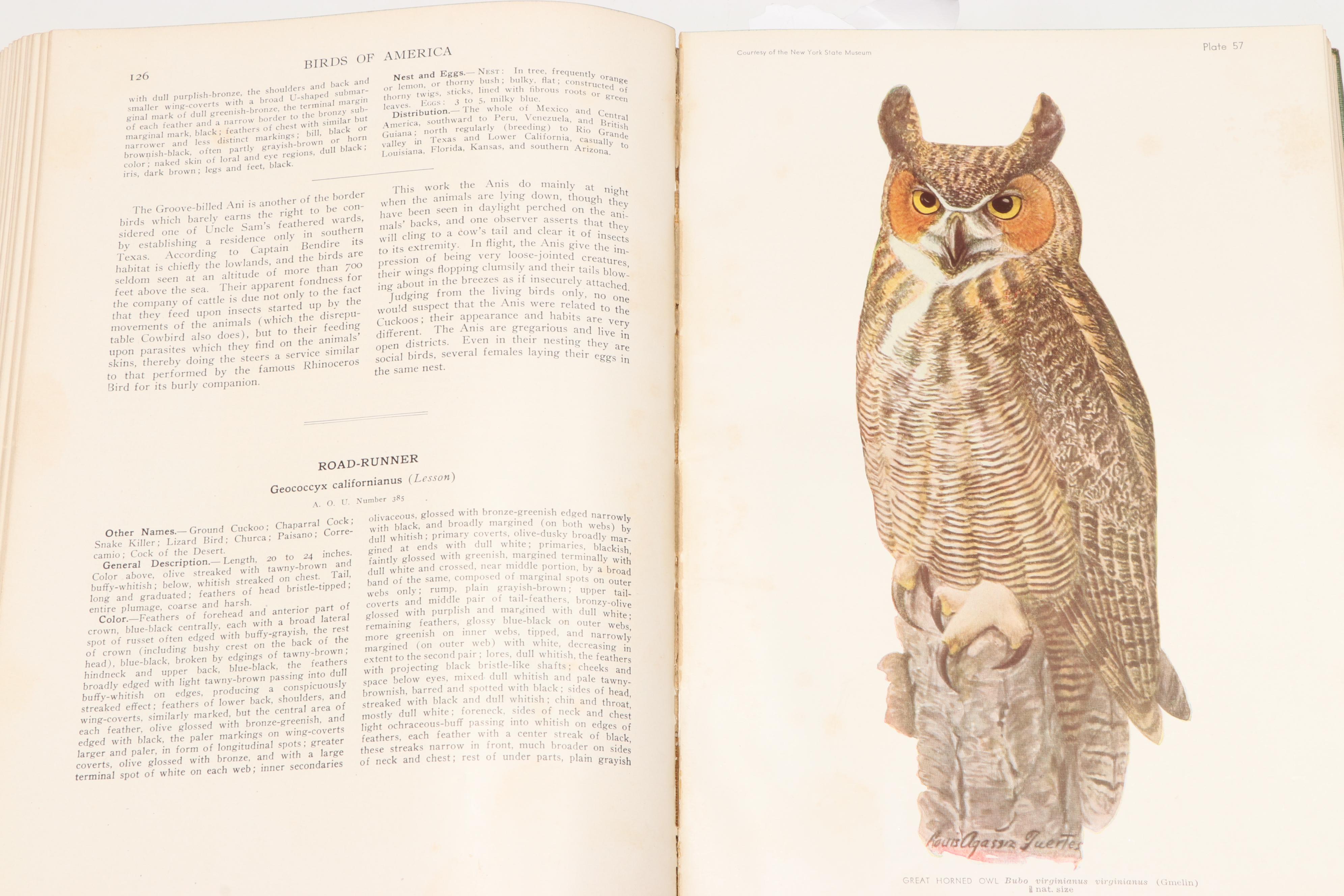 Illustrated "Birds of America" by T. Gilbert Pearson, 1936