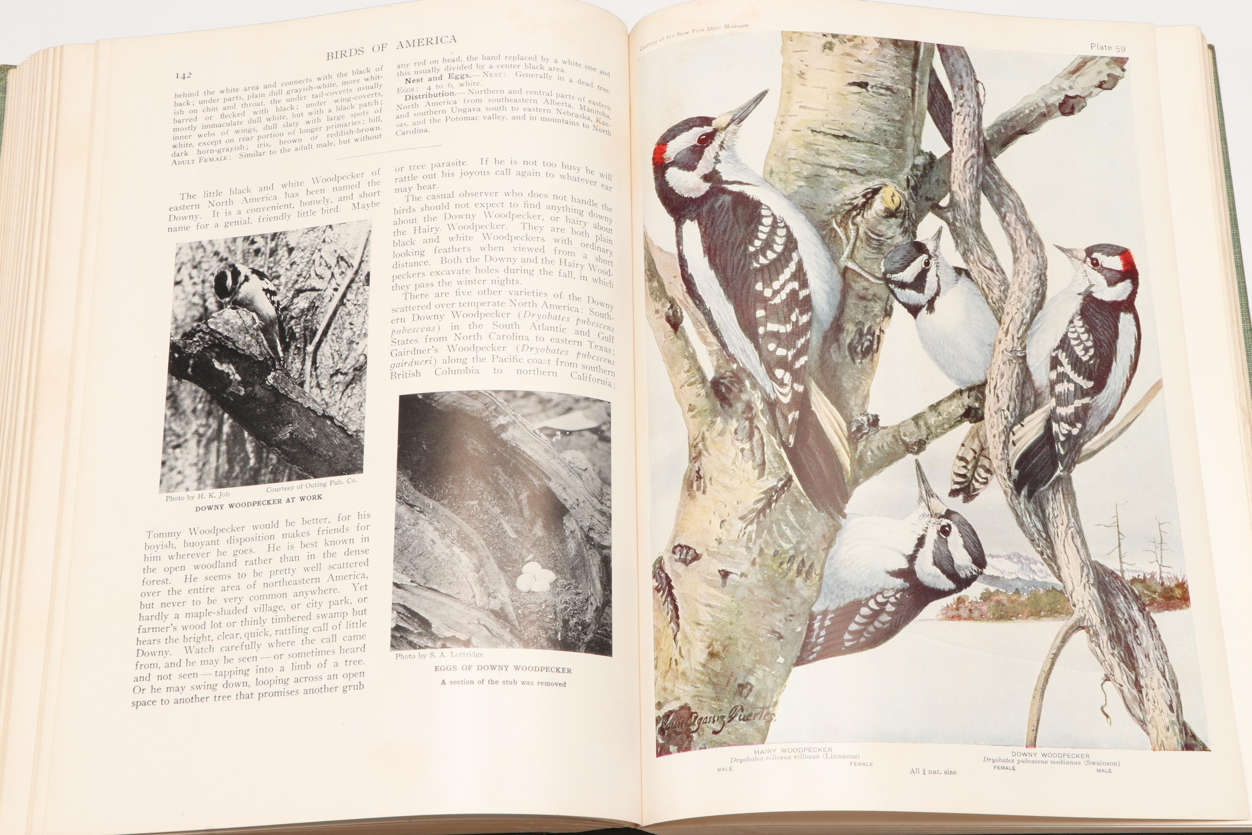 Illustrated "Birds of America" by T. Gilbert Pearson, 1936