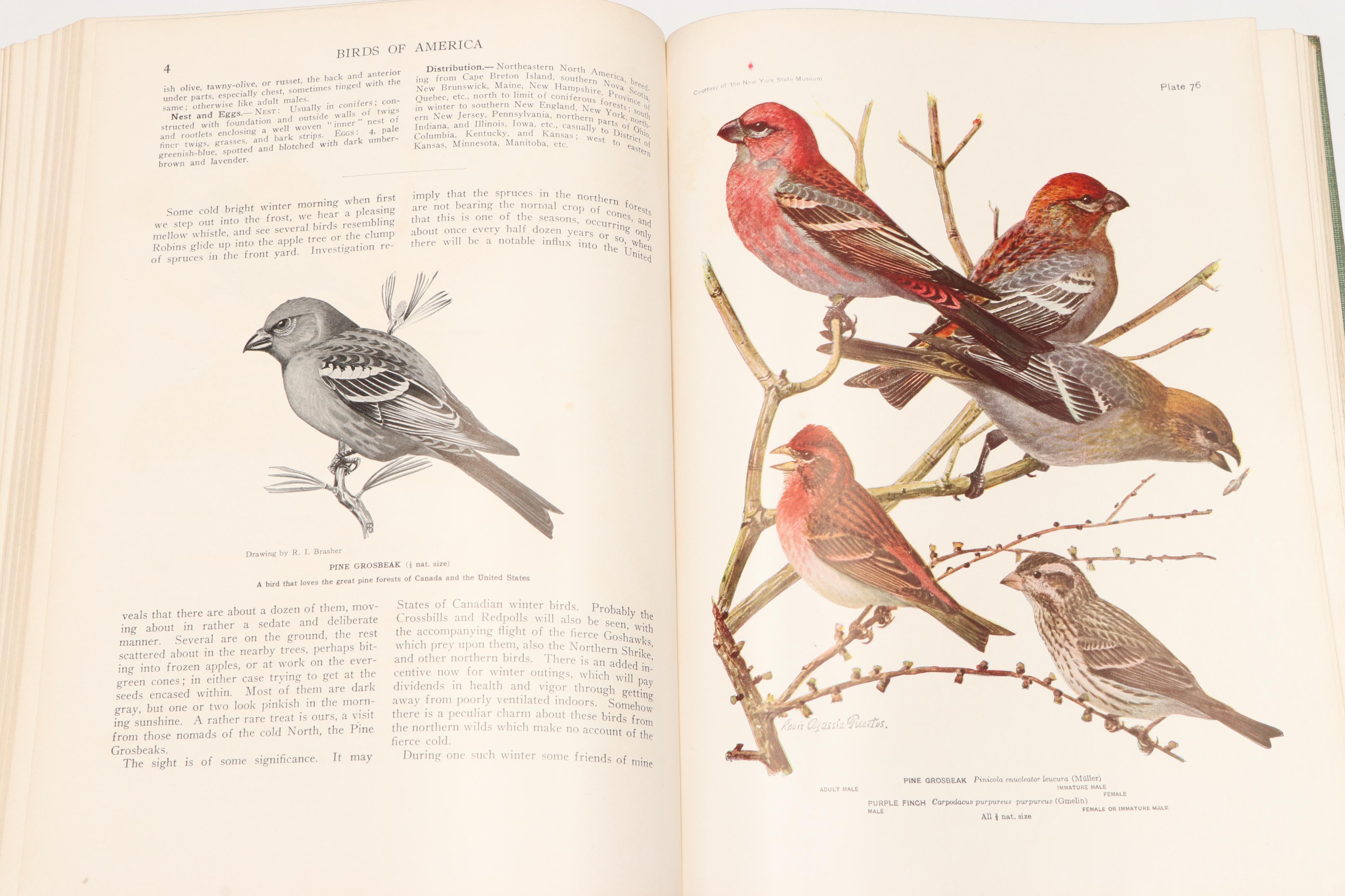 Illustrated "Birds of America" by T. Gilbert Pearson, 1936
