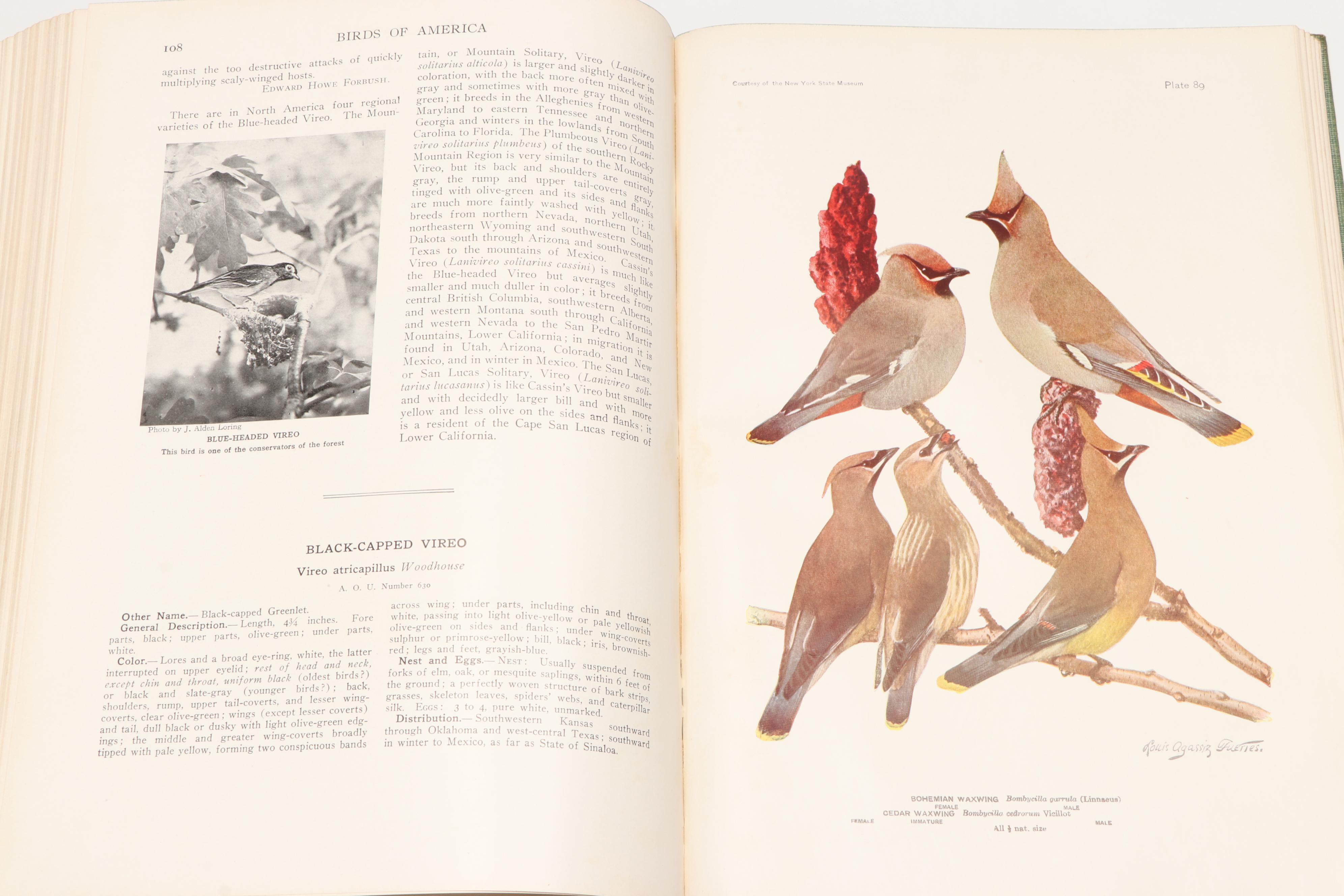 Illustrated "Birds of America" by T. Gilbert Pearson, 1936