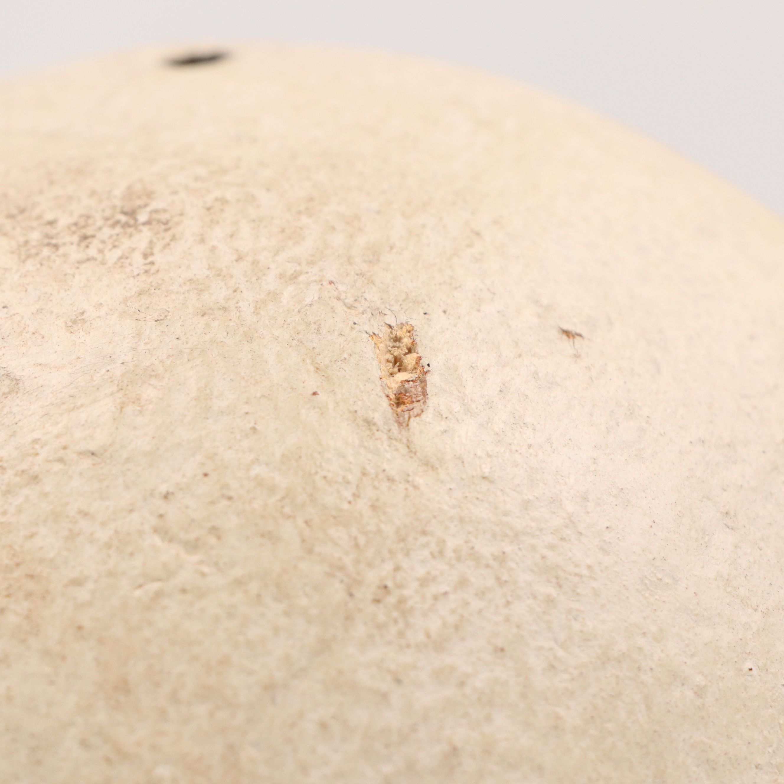 Fang Ngil Carved Wood Mask with Custom Stand, Mid to Late 20th Century