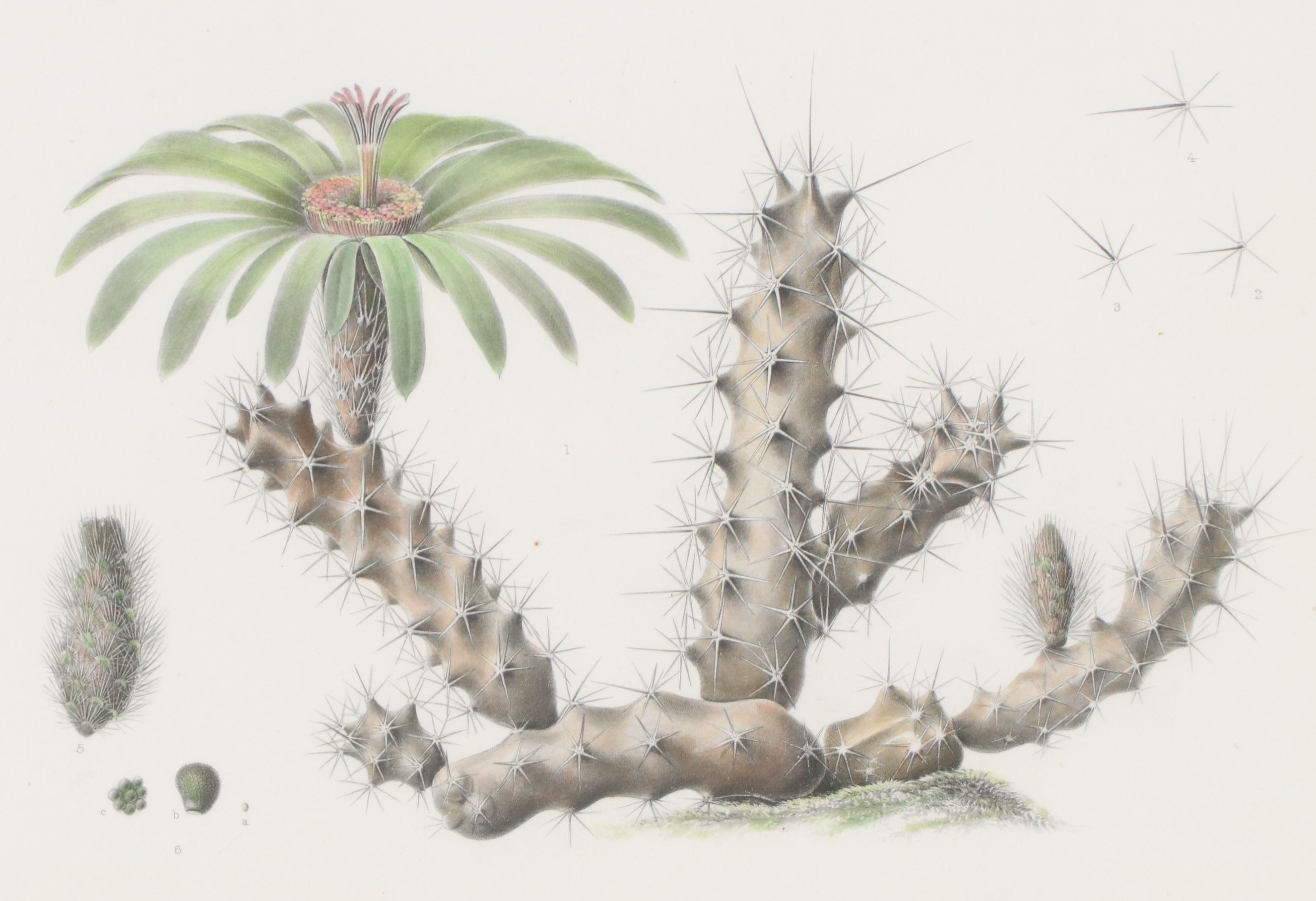 Botanical Stipple Engravings of Cacti After Paulus Roetter, Circa 1880s