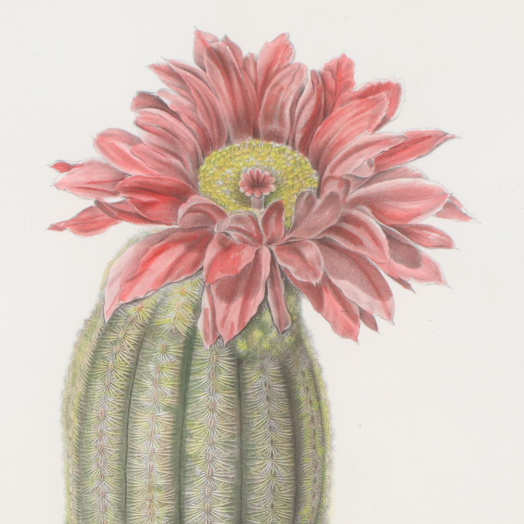 Botanical Stipple Engravings of Cacti After Paulus Roetter, Circa 1880s