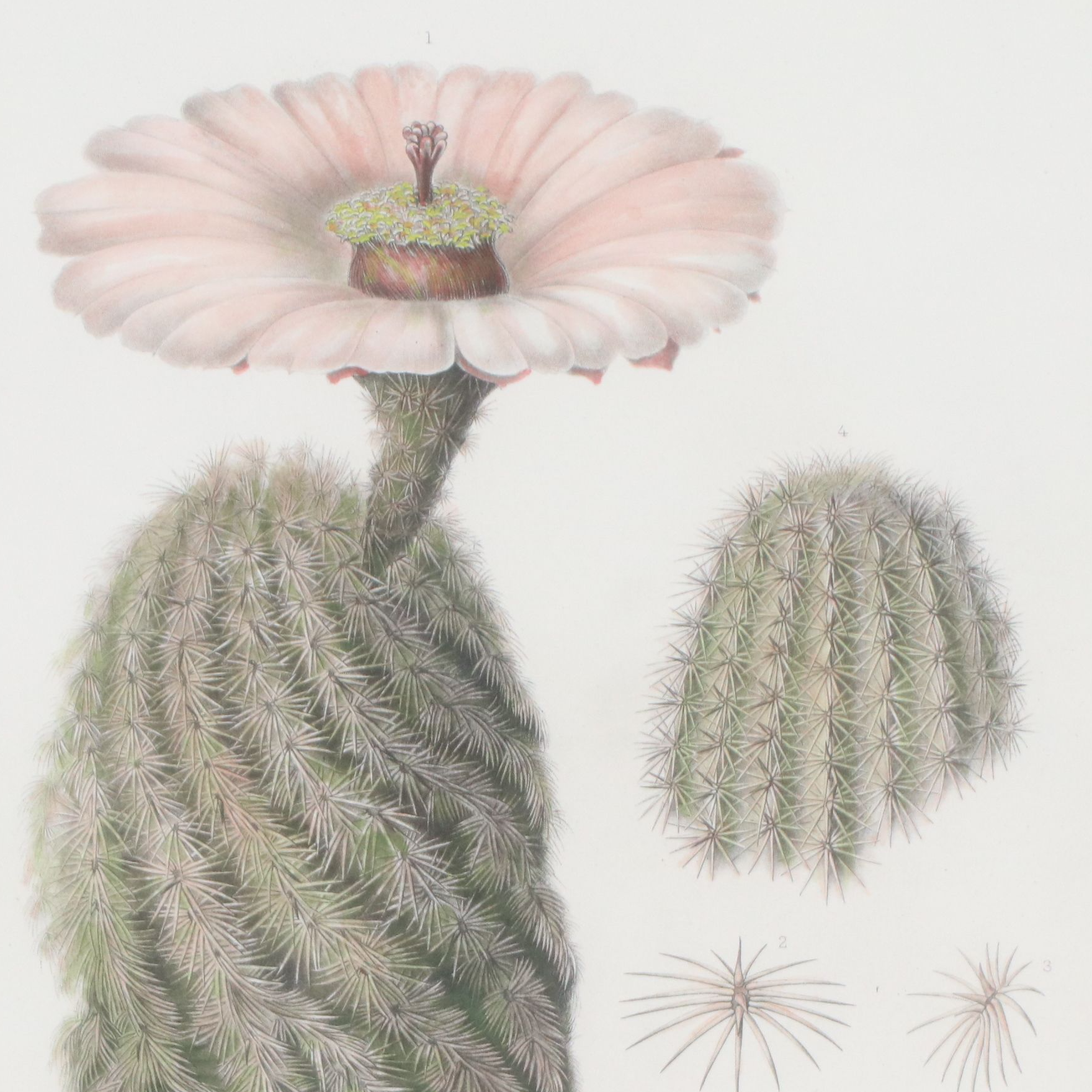 Botanical Stipple Engravings of Cacti After Paulus Roetter, Circa 1880s