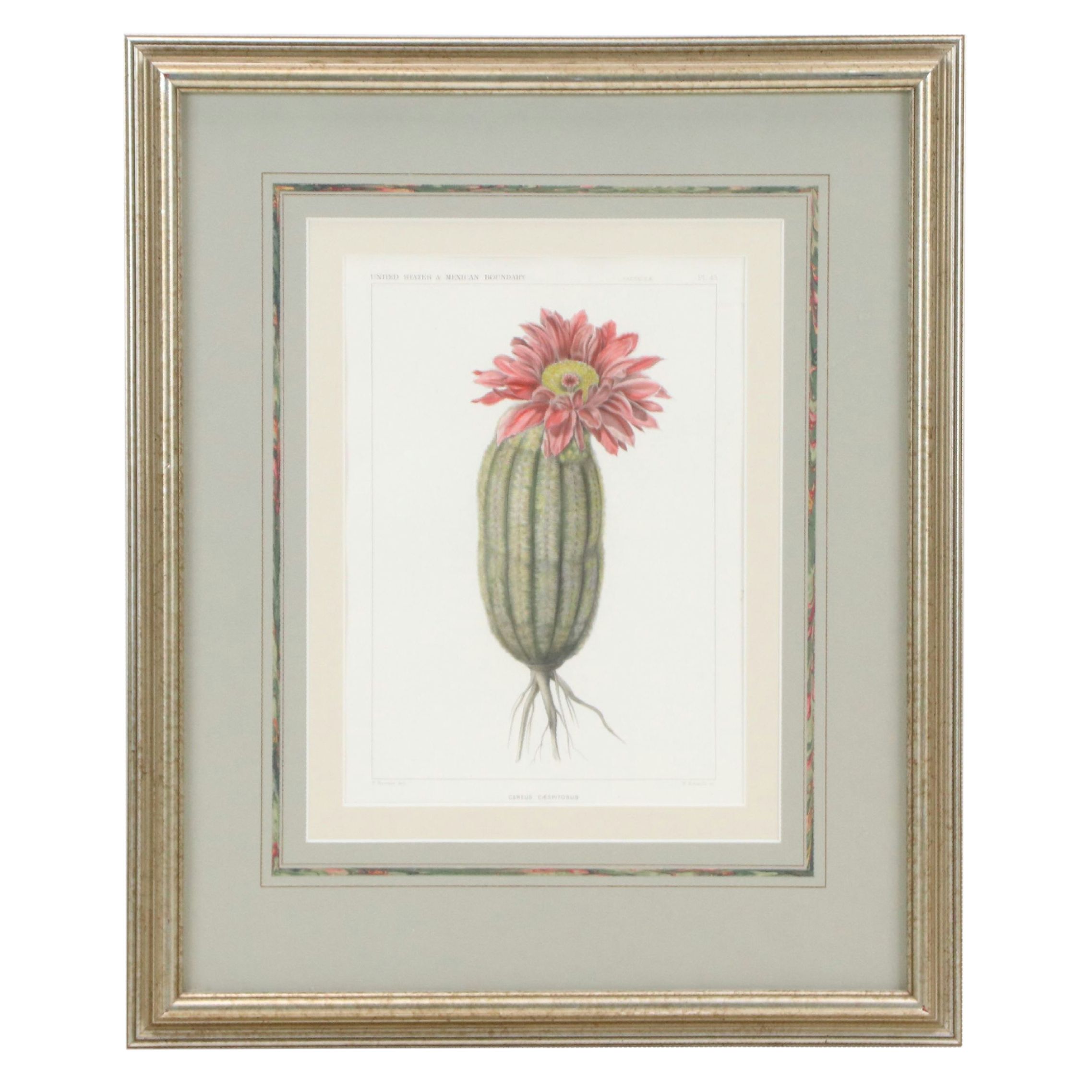 Botanical Stipple Engravings of Cacti After Paulus Roetter, Circa 1880s