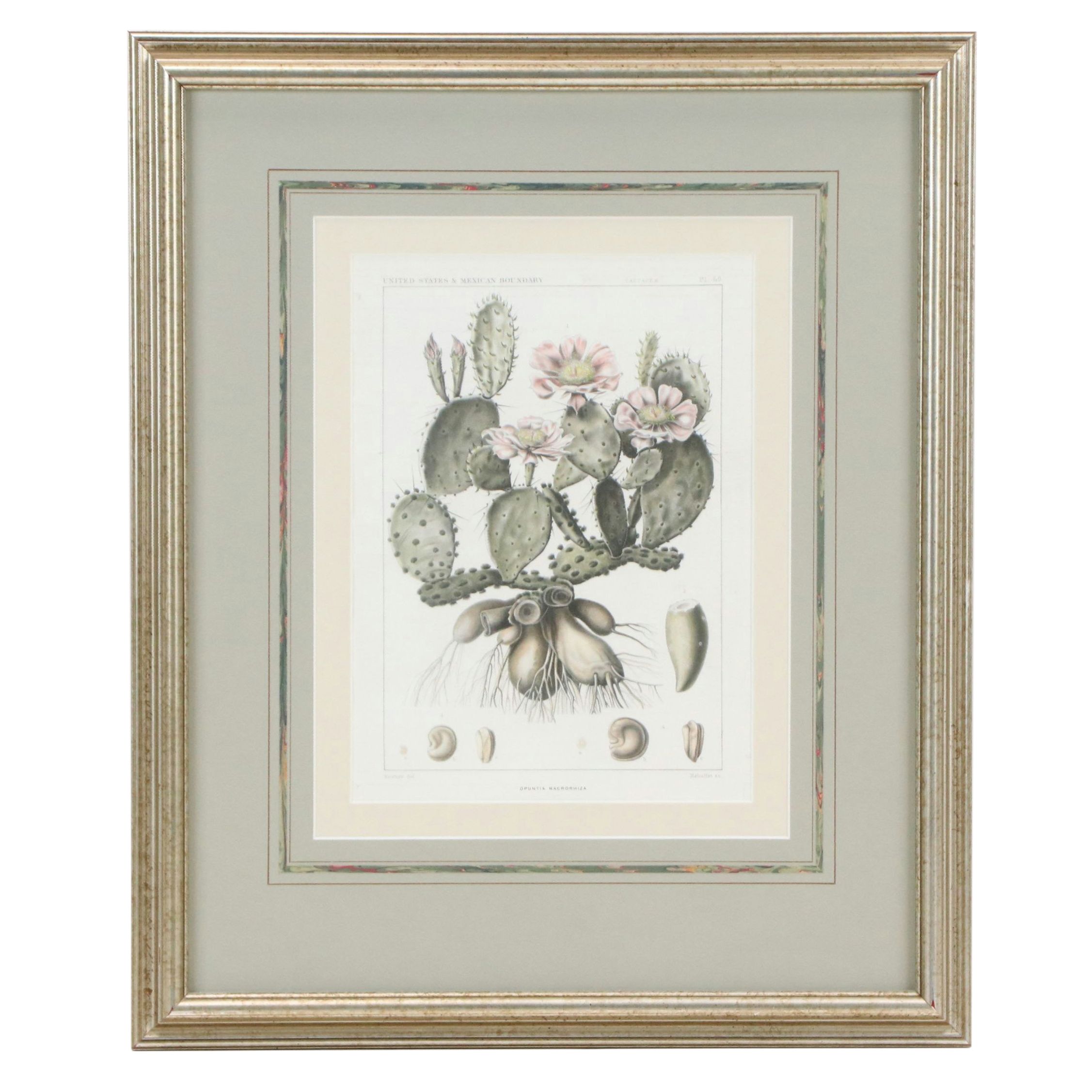 Botanical Stipple Engravings of Cacti After Paulus Roetter, Circa 1880s