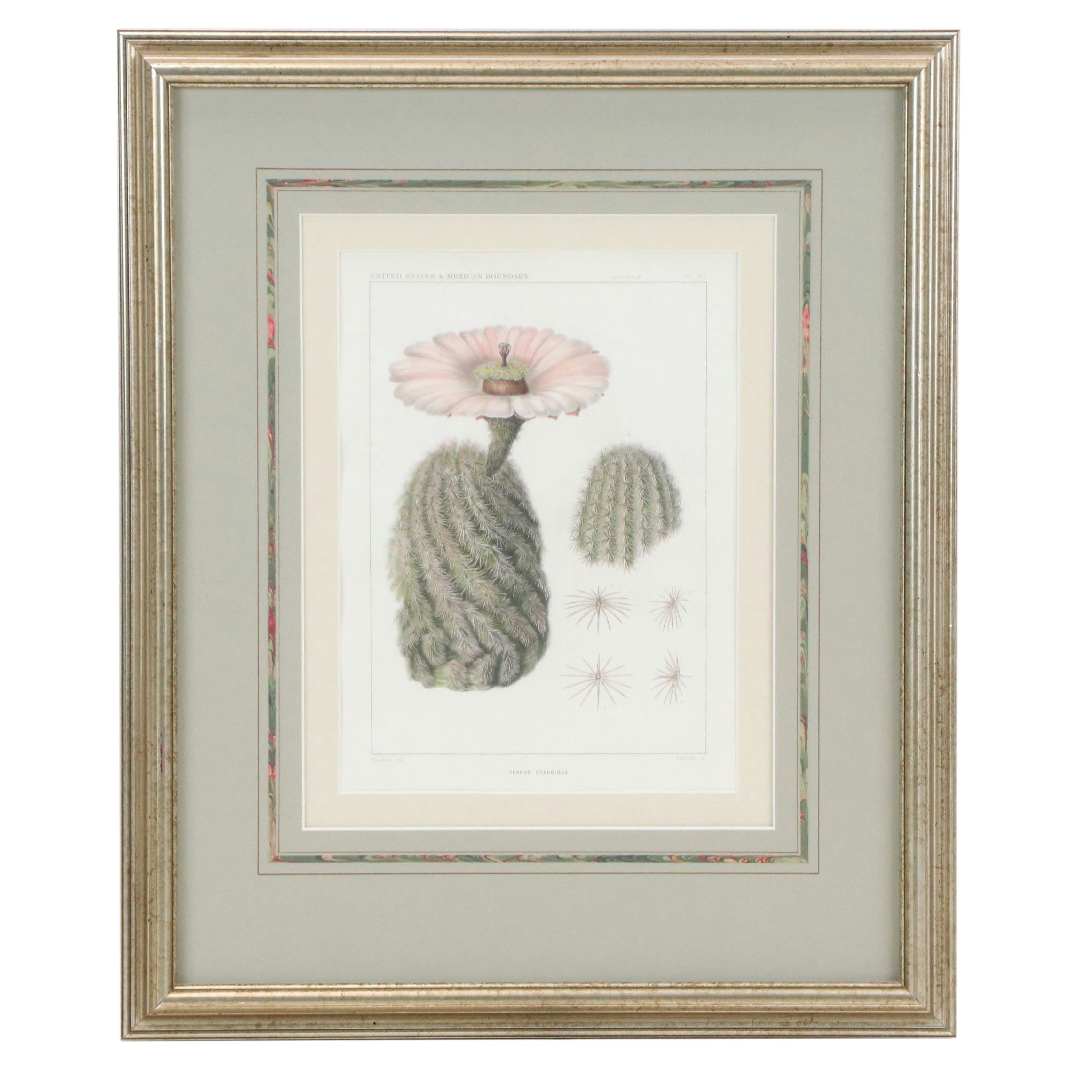 Botanical Stipple Engravings of Cacti After Paulus Roetter, Circa 1880s